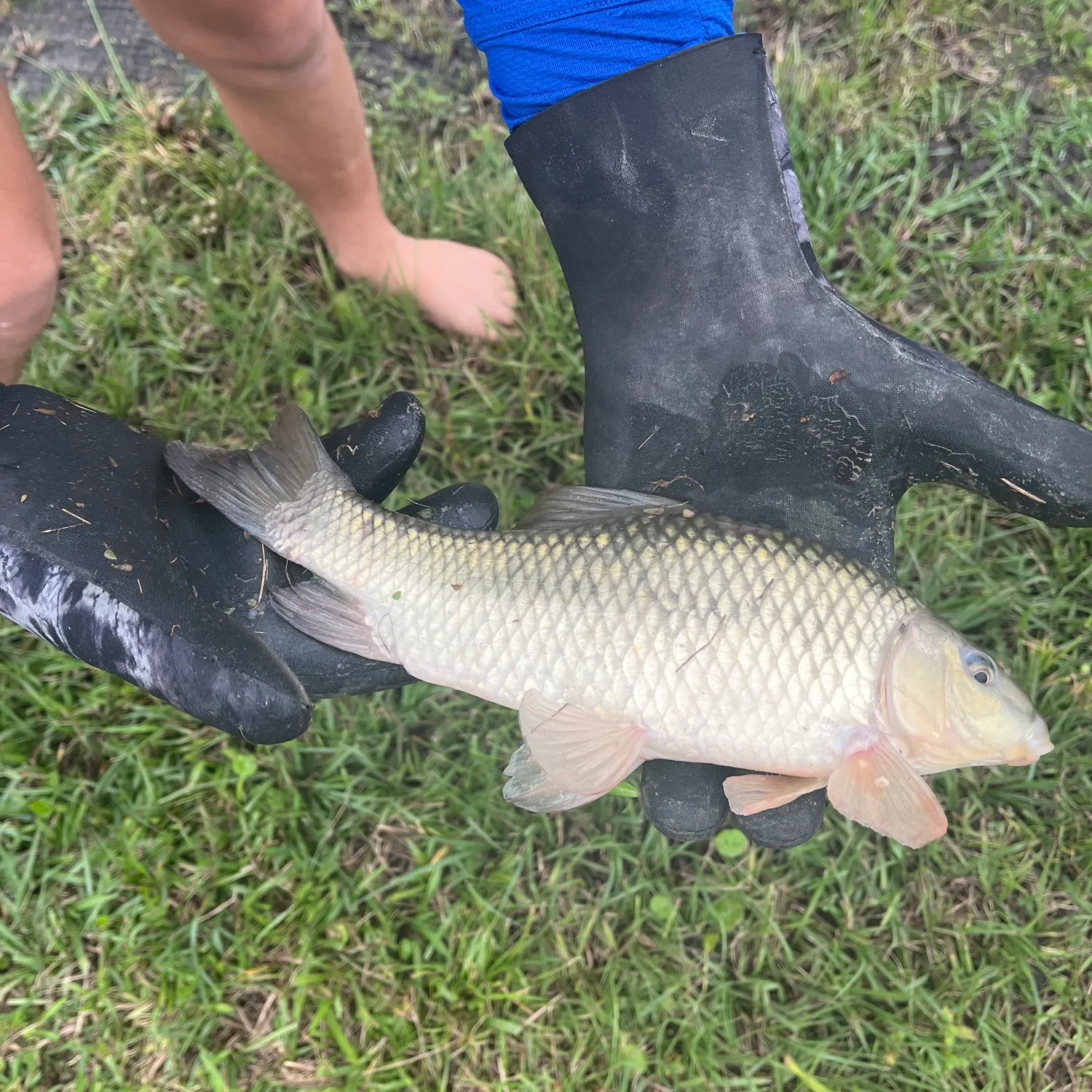 The most recent Quillback catches on Fishbrain