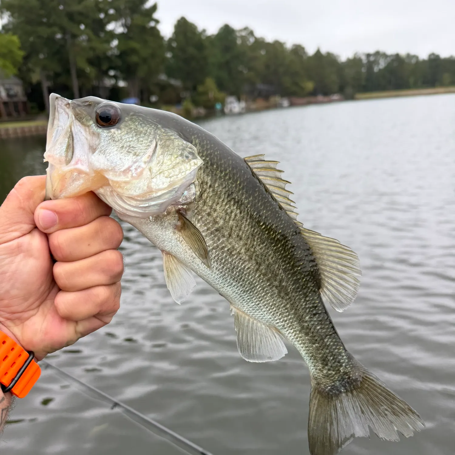 Largemouth bass caught on Fishbrain