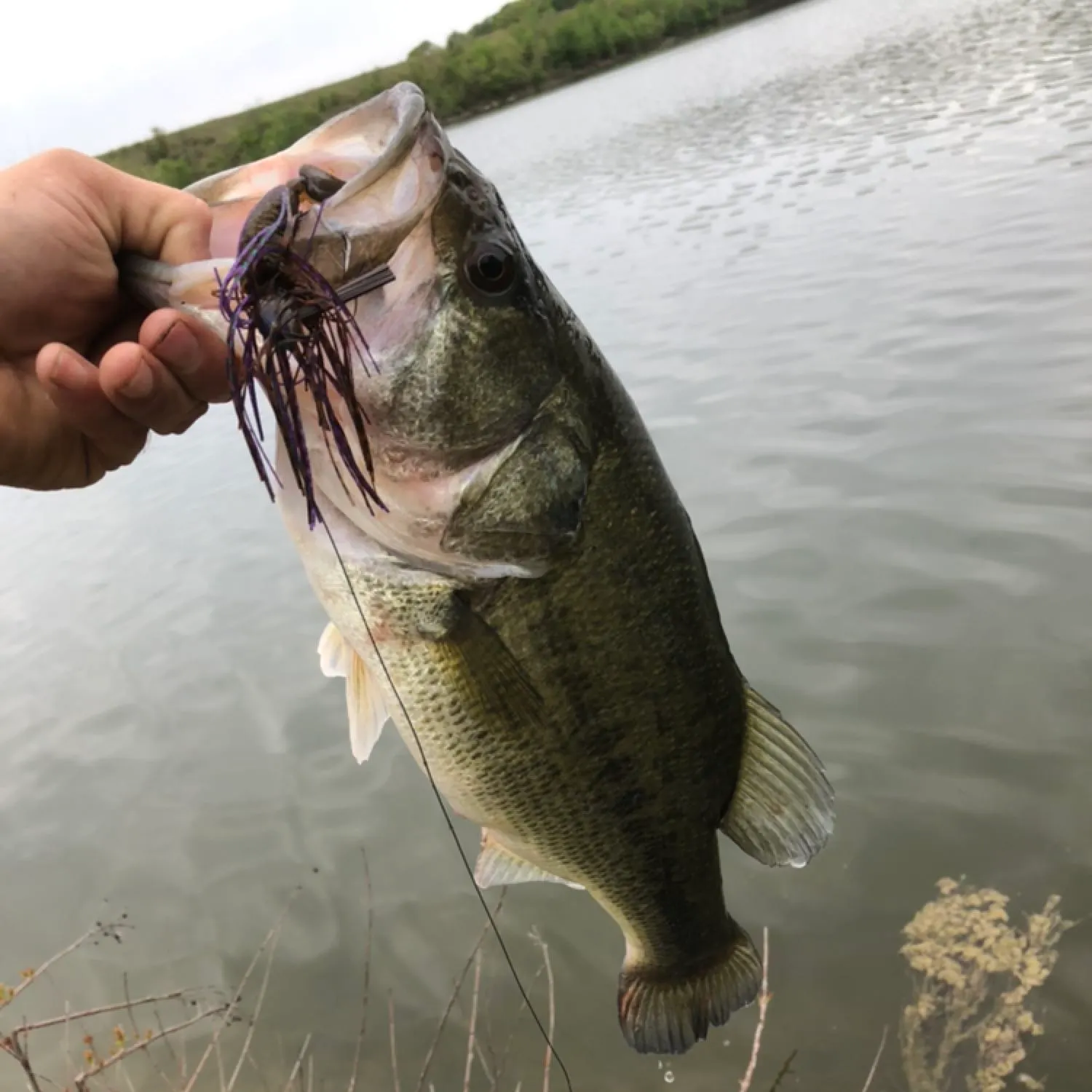 angler catch