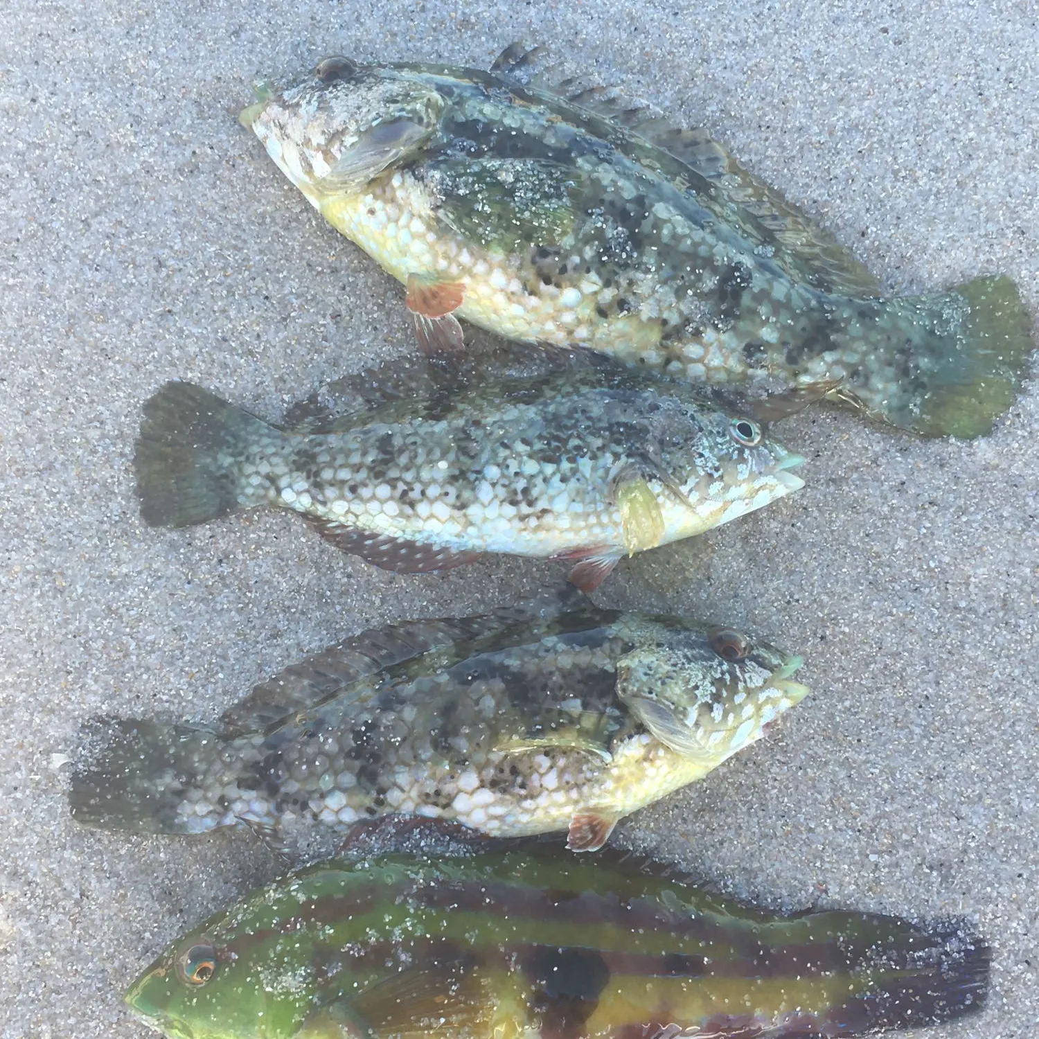 recently logged catches