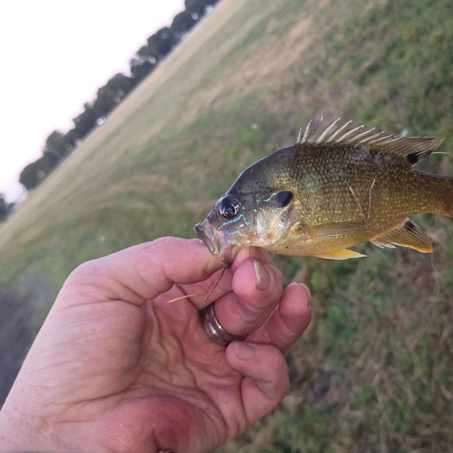 Green sunfish caught on Fishbrain