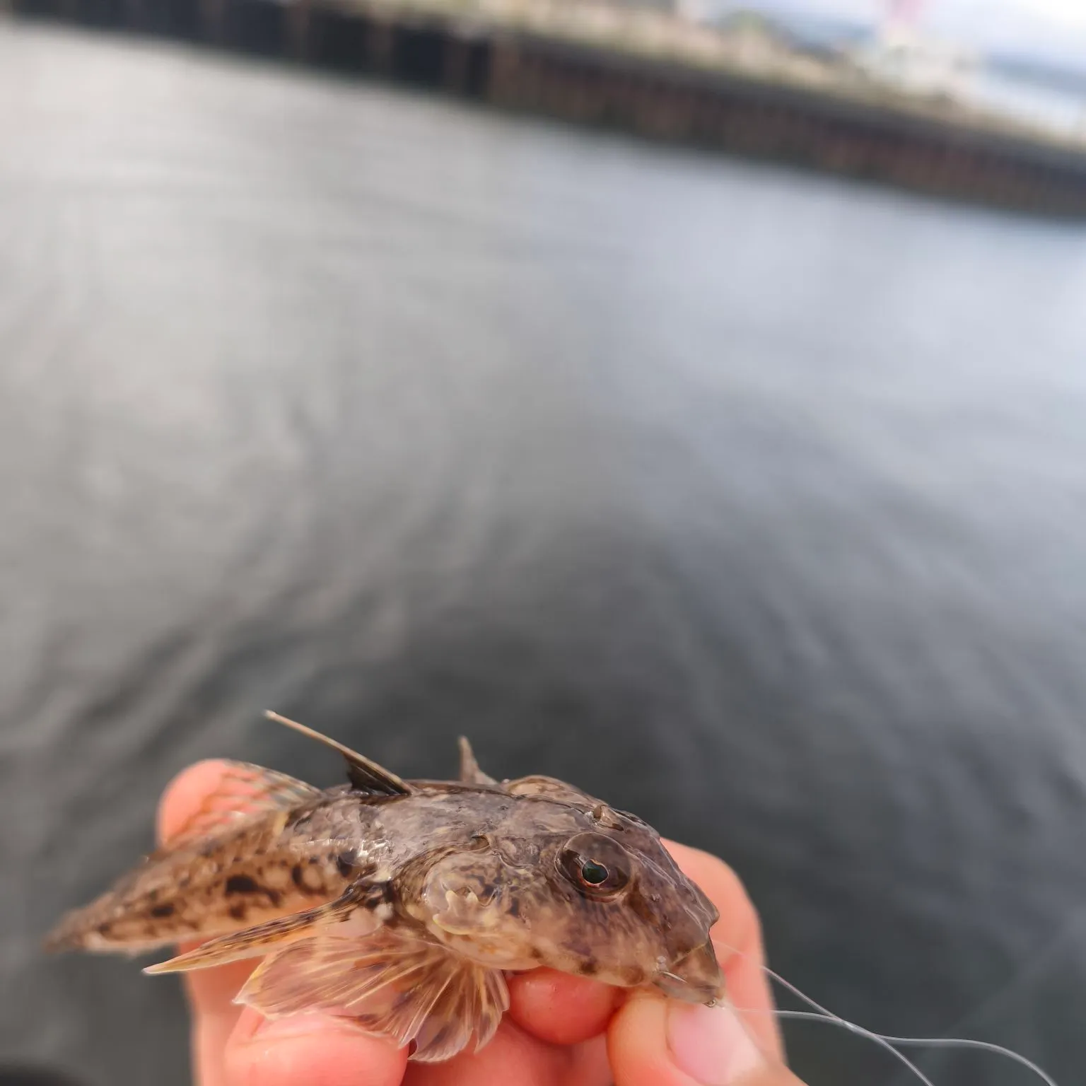 The most recent Common dragonet catches on Fishbrain