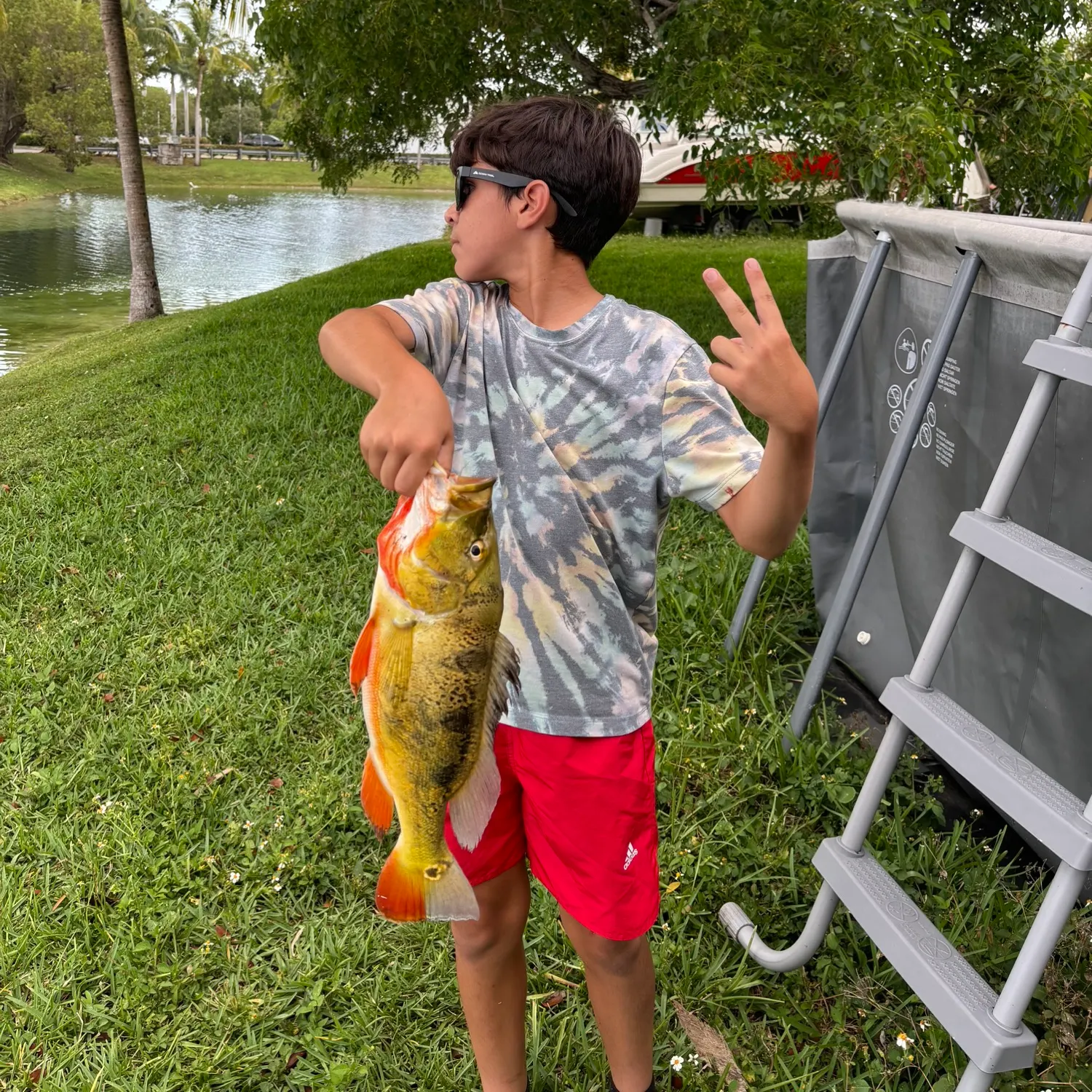 Butterfly peacock bass caught on Fishbrain