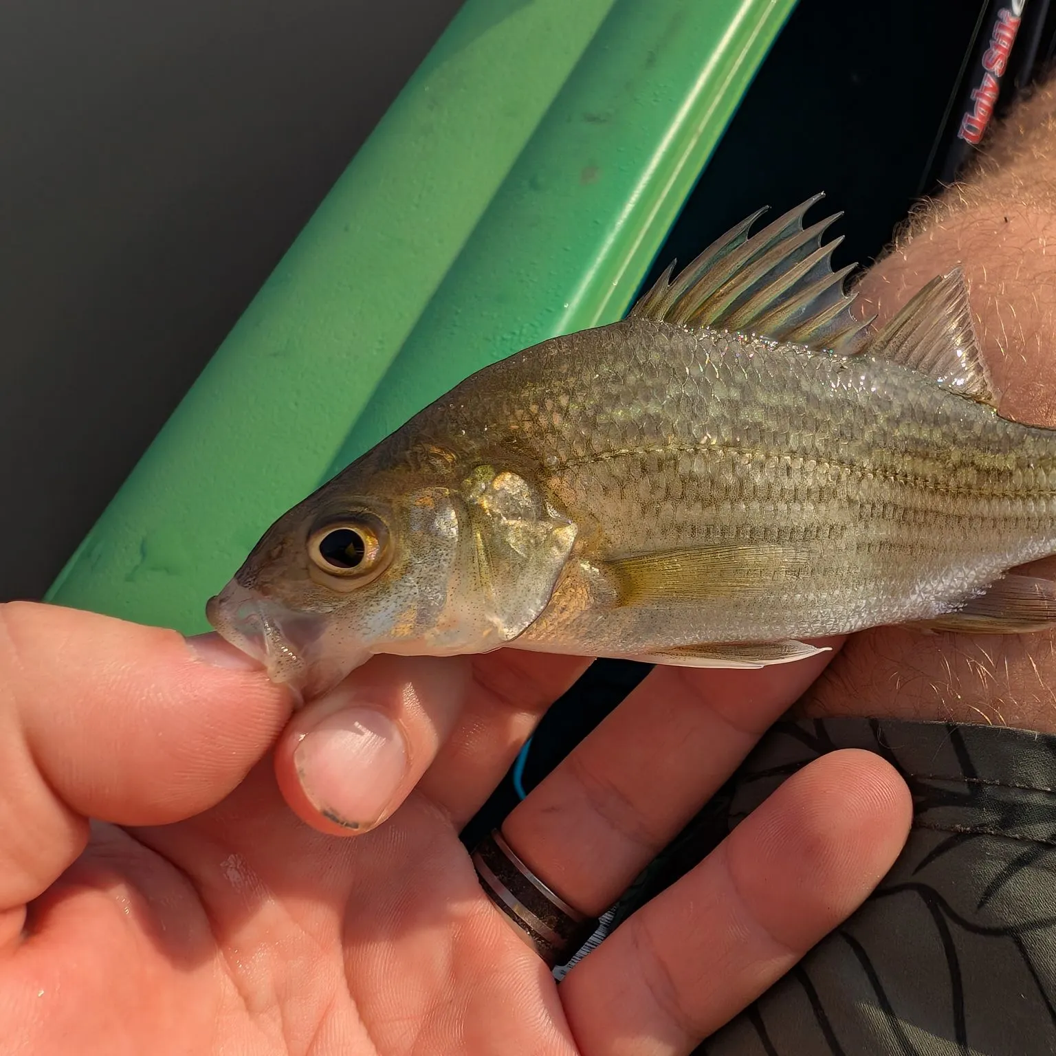 White perch caught on Fishbrain