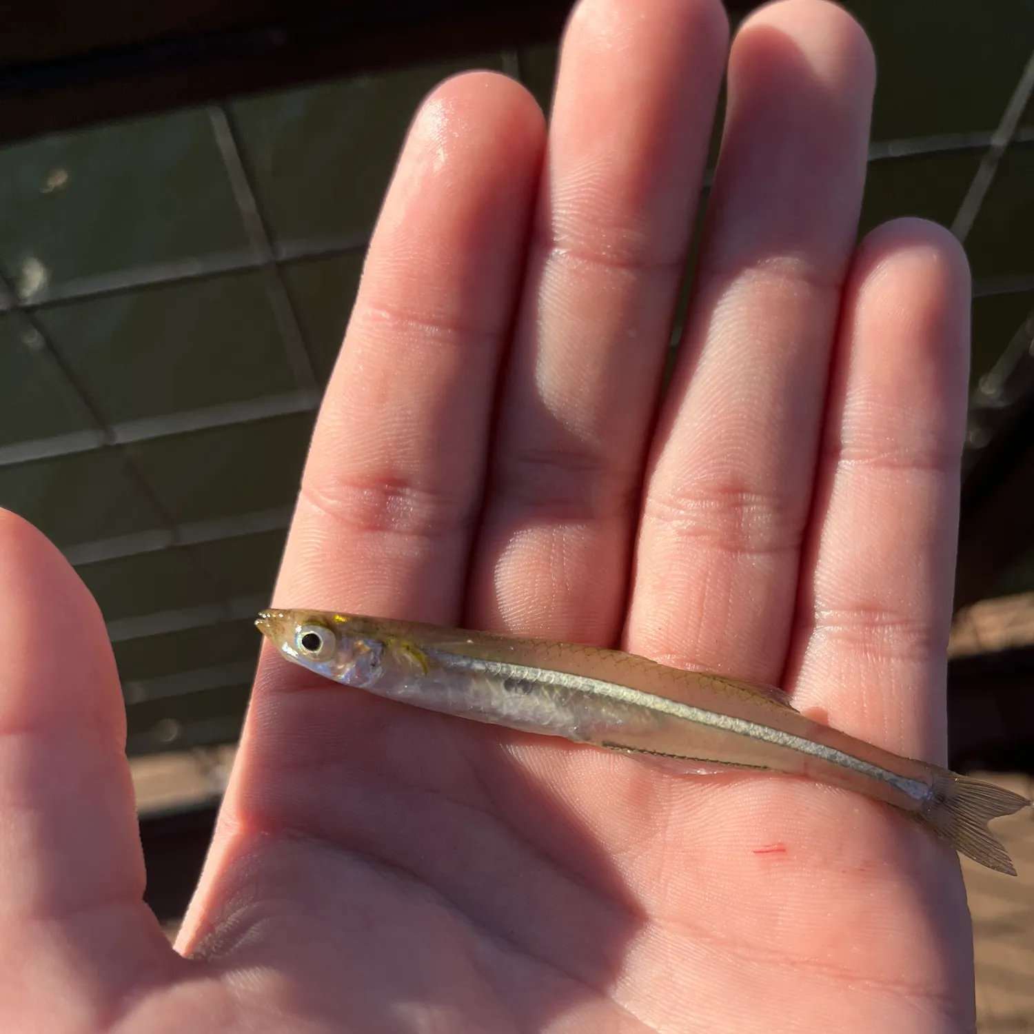 The most recent Inland silverside catches on Fishbrain