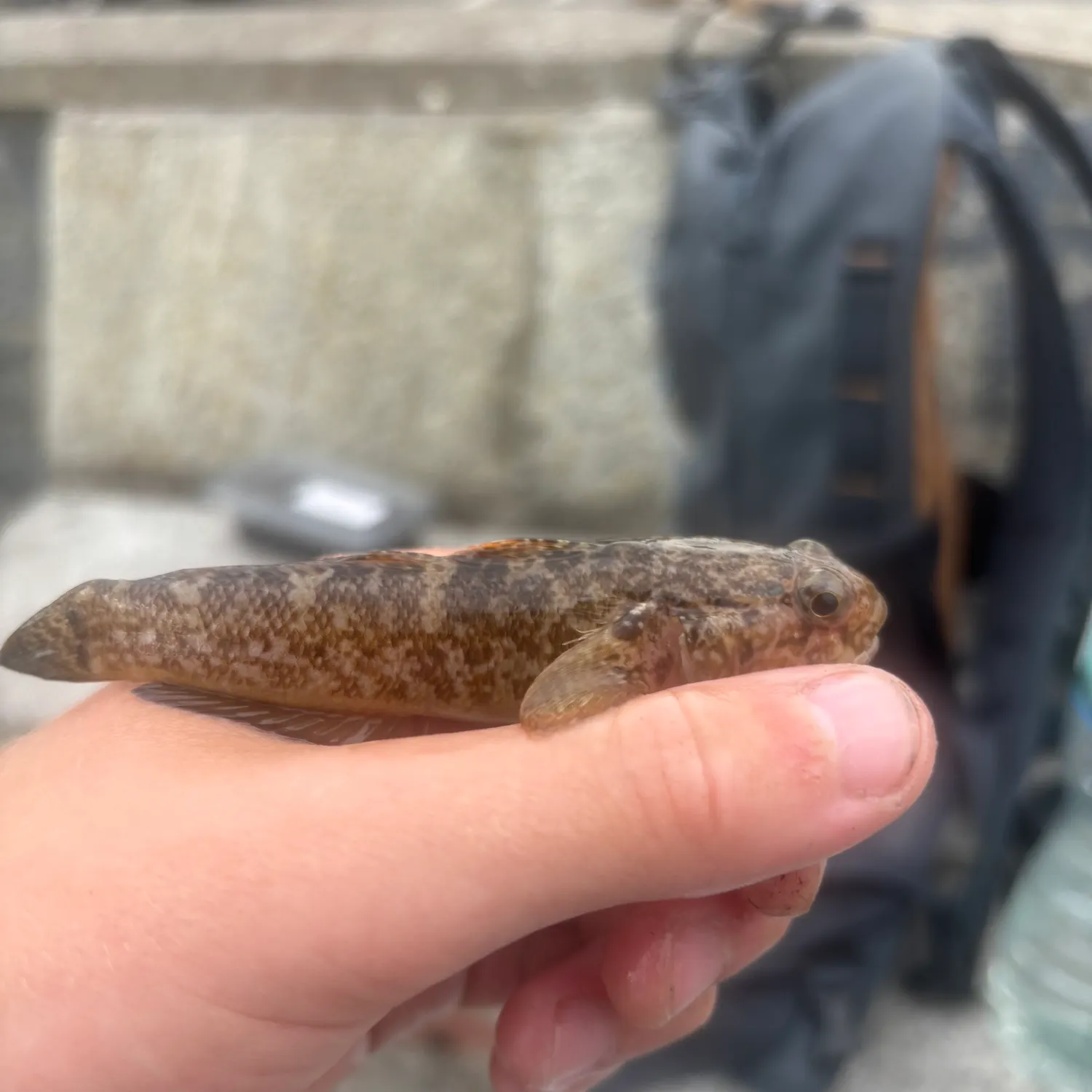 The most recent Rock goby catches on Fishbrain