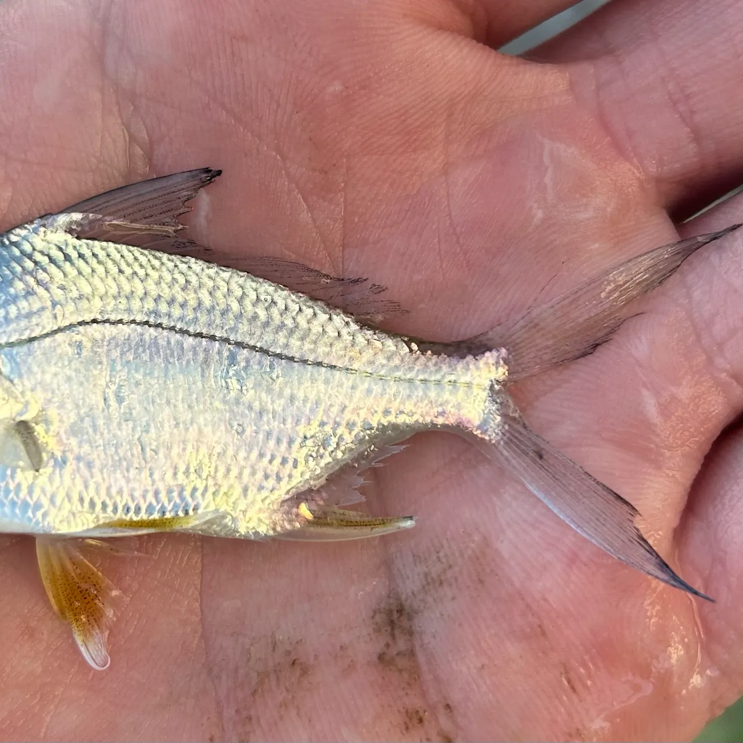 The most recent Irish mojarra catches on Fishbrain