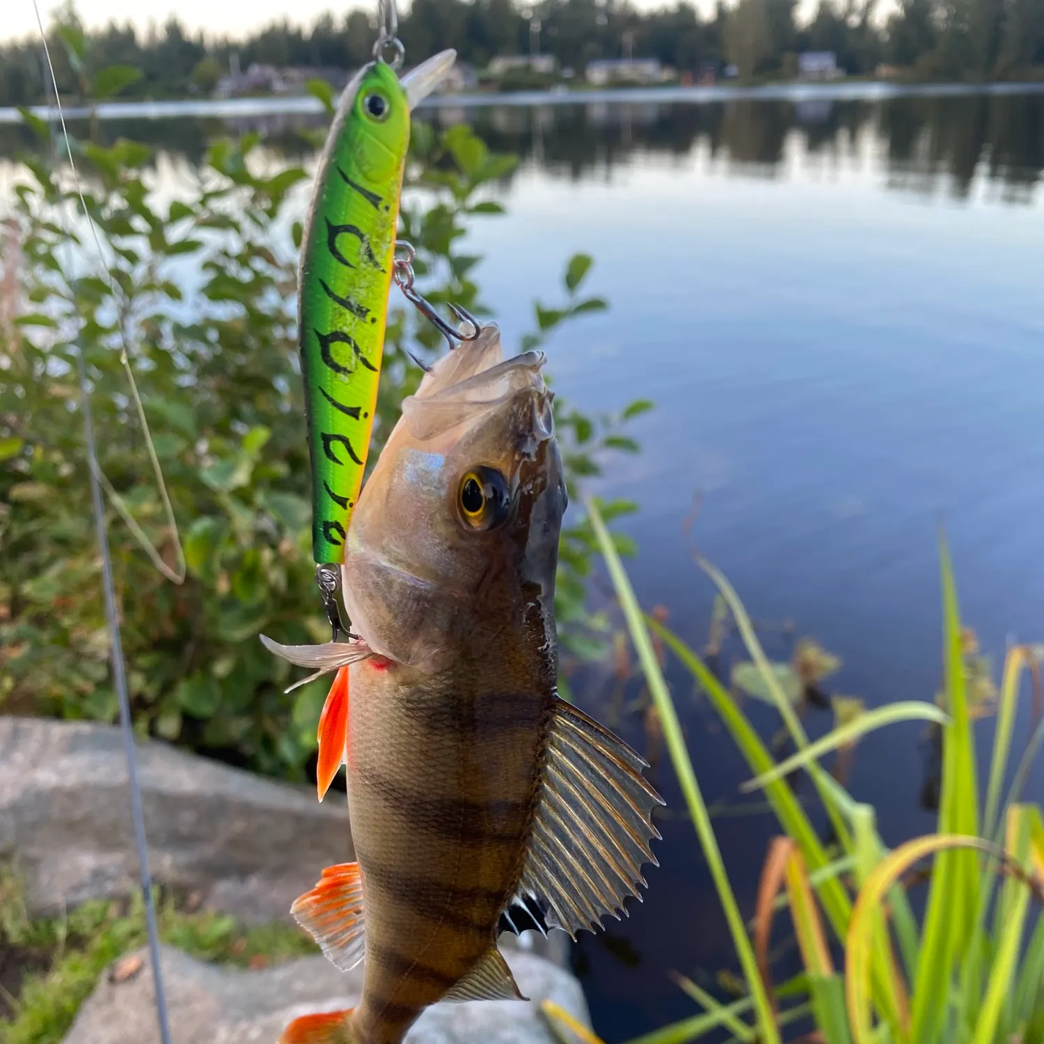 catch