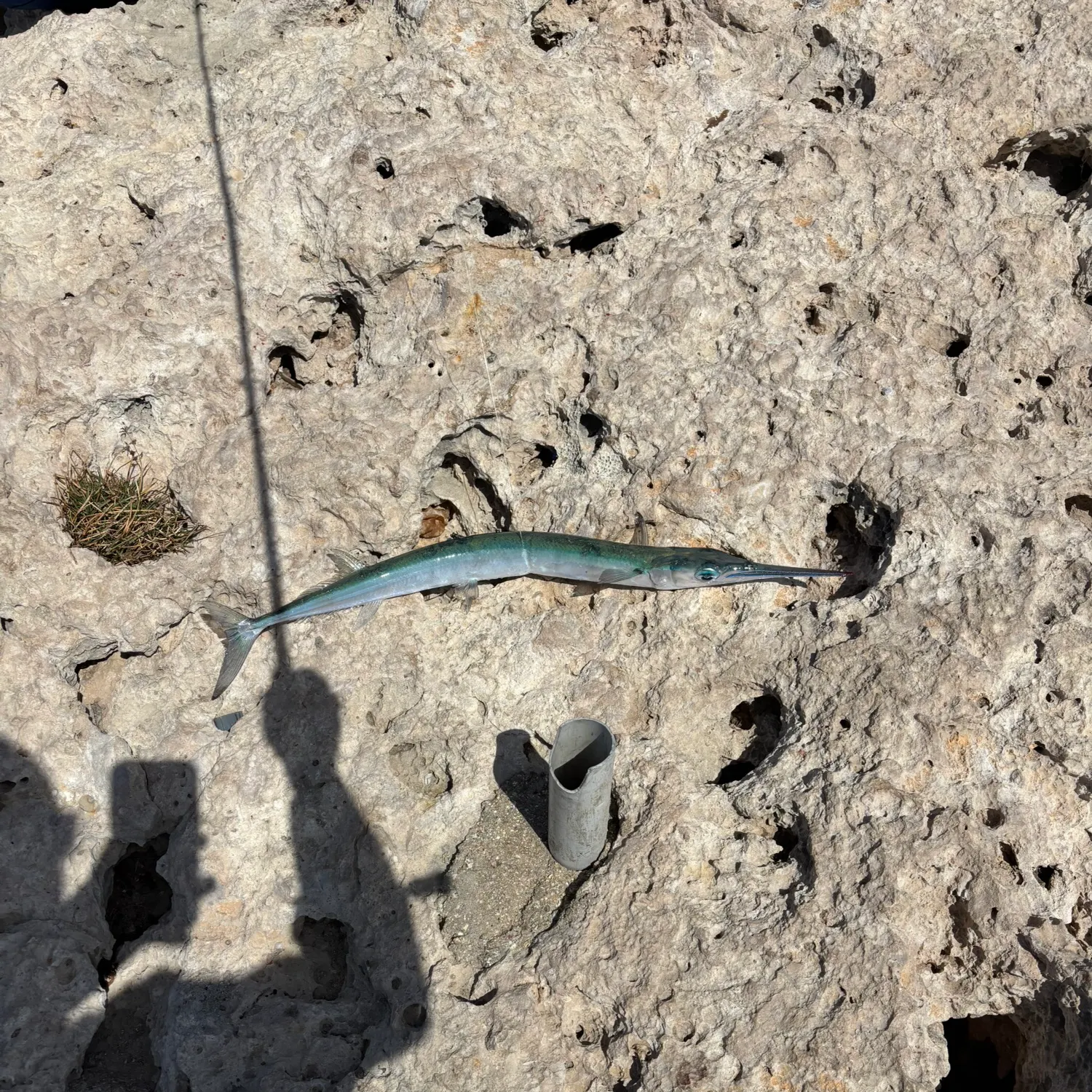 The most recent Flat needlefish catches on Fishbrain