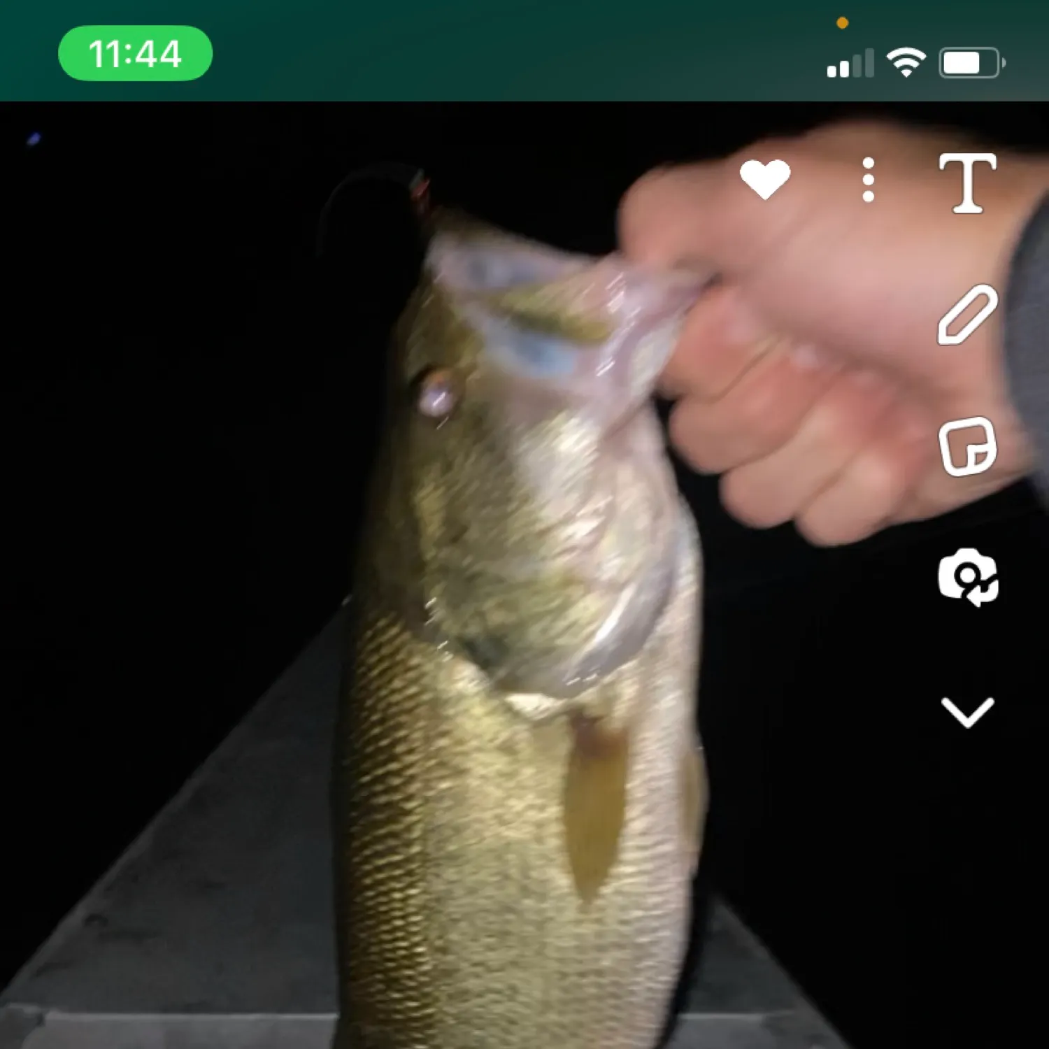 recently logged catches