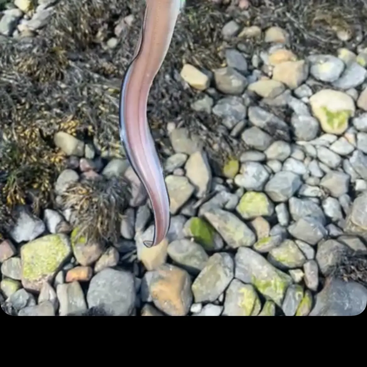 The most recent European conger catches on Fishbrain