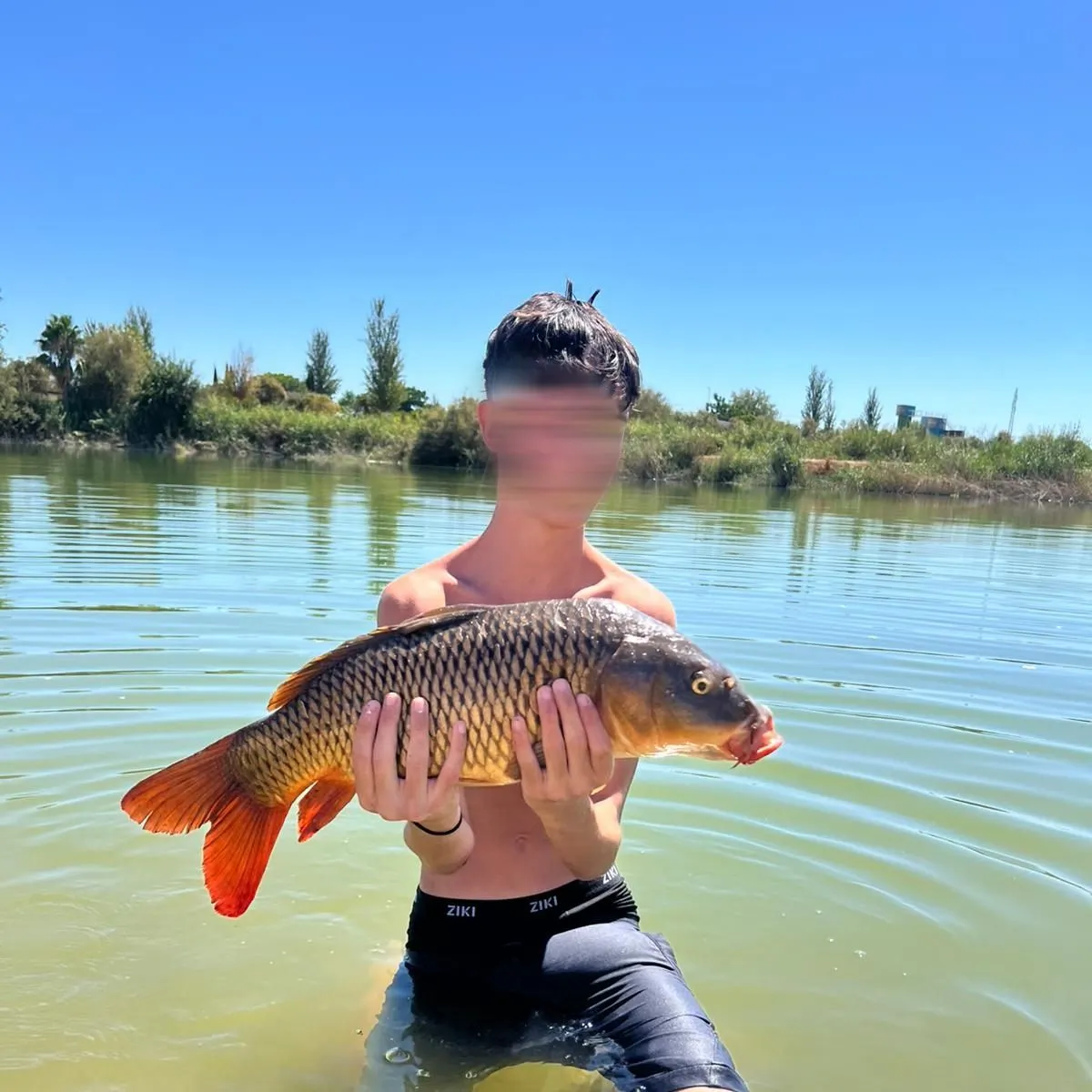 Common carp caught on Fishbrain