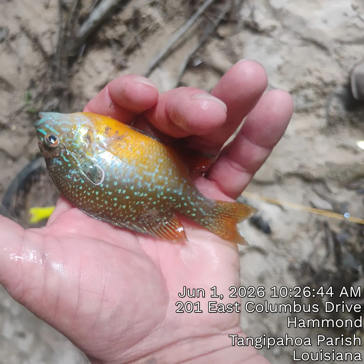 recently logged catches