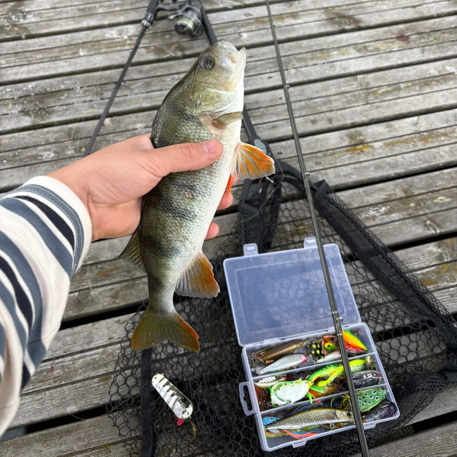 European perch caught on Fishbrain
