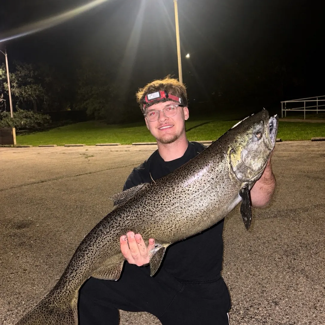 Chinook salmon caught on Fishbrain