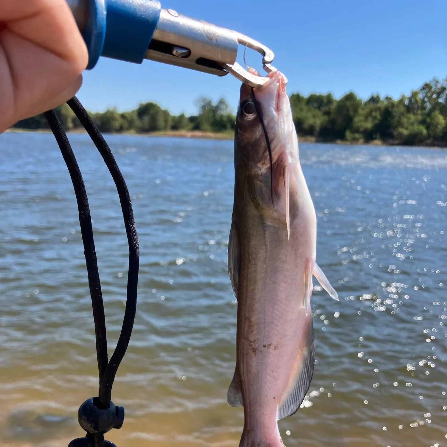 Channel catfish caught on Fishbrain