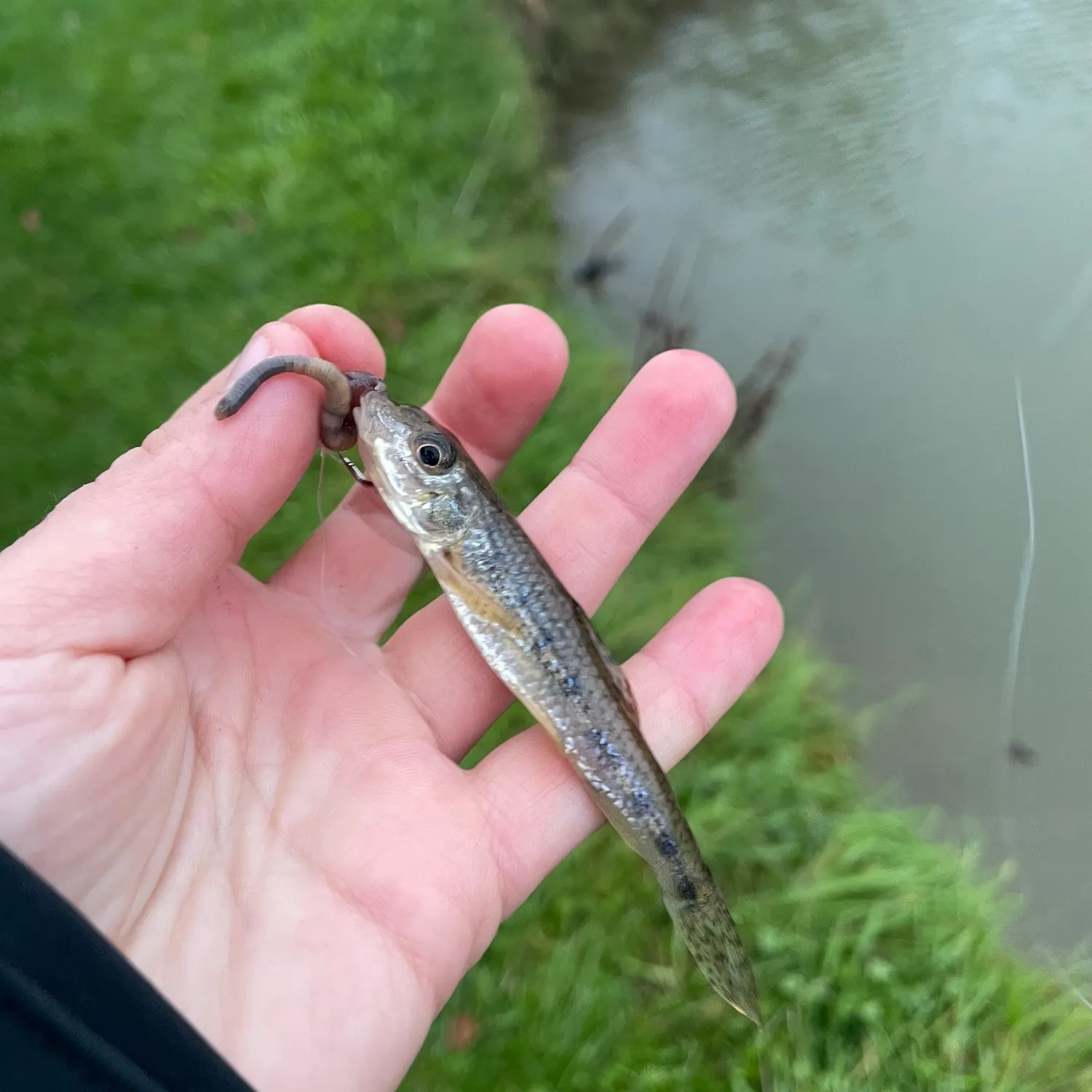 Gudgeon caught on Fishbrain