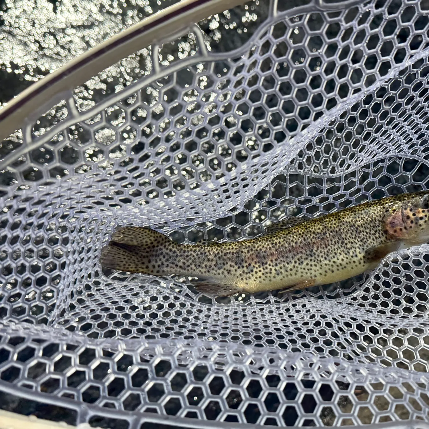 Rainbow trout caught on Fishbrain