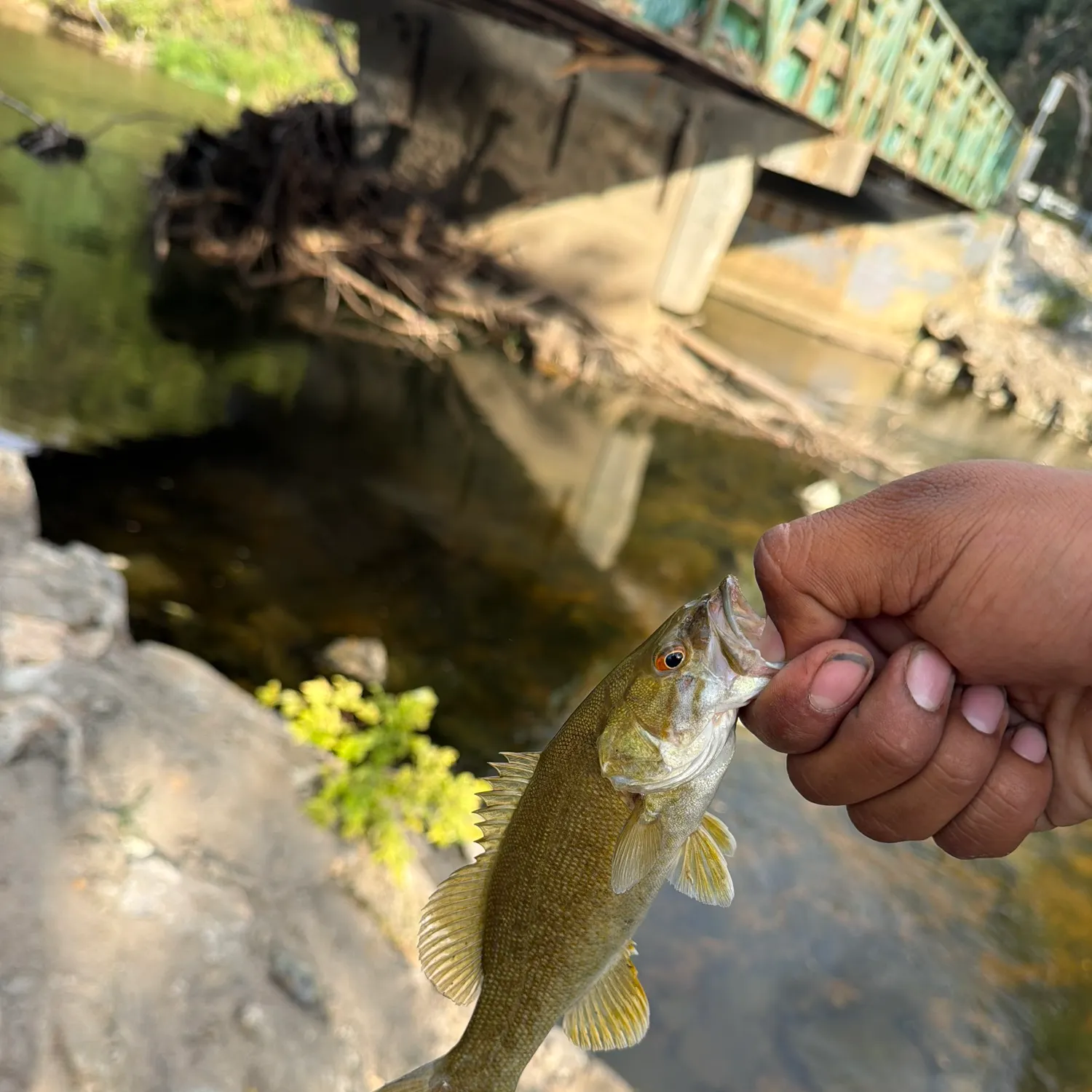 Smallmouth bass caught on Fishbrain