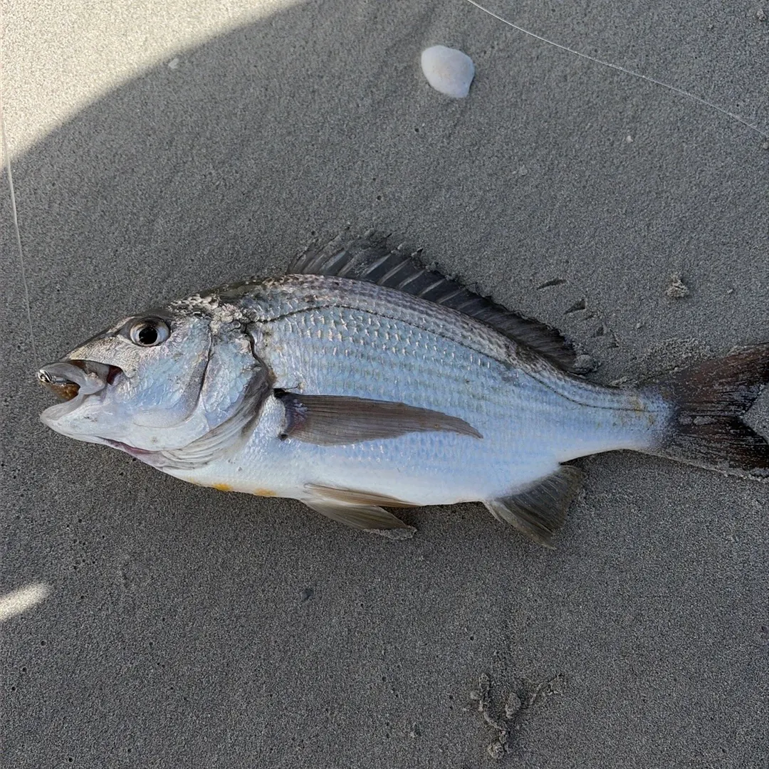 Southern black bream caught on Fishbrain