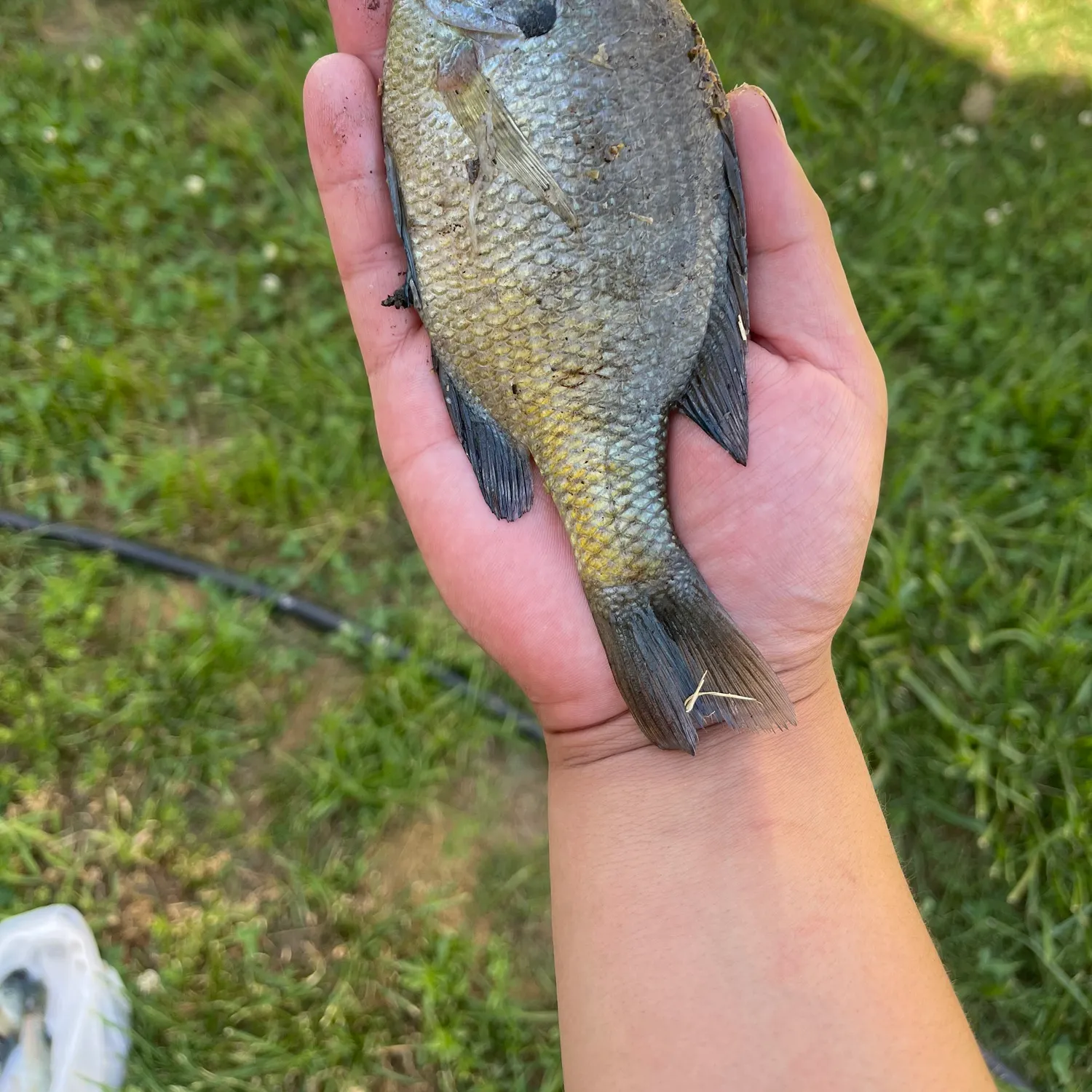 The most recent Bluegill catches on Fishbrain