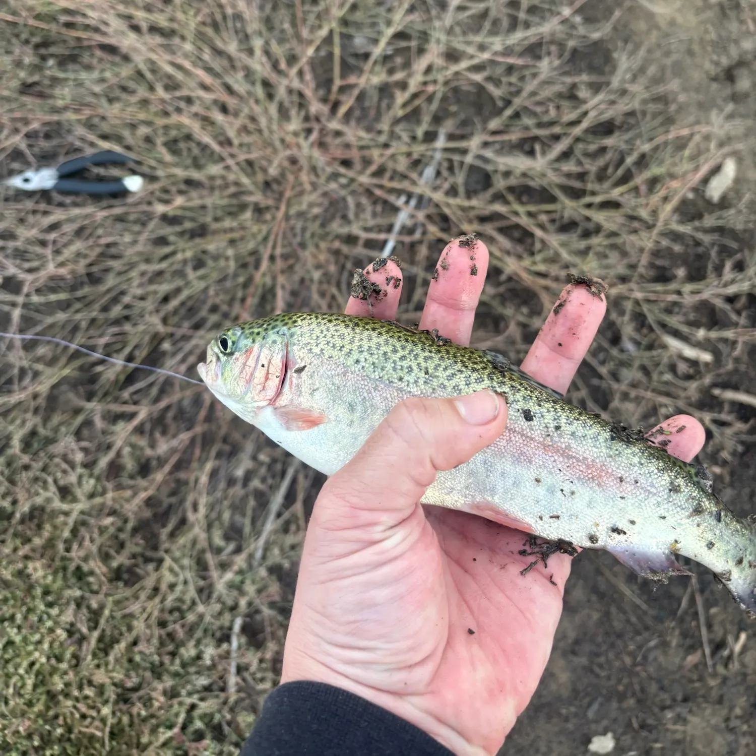 Rainbow trout caught on Fishbrain