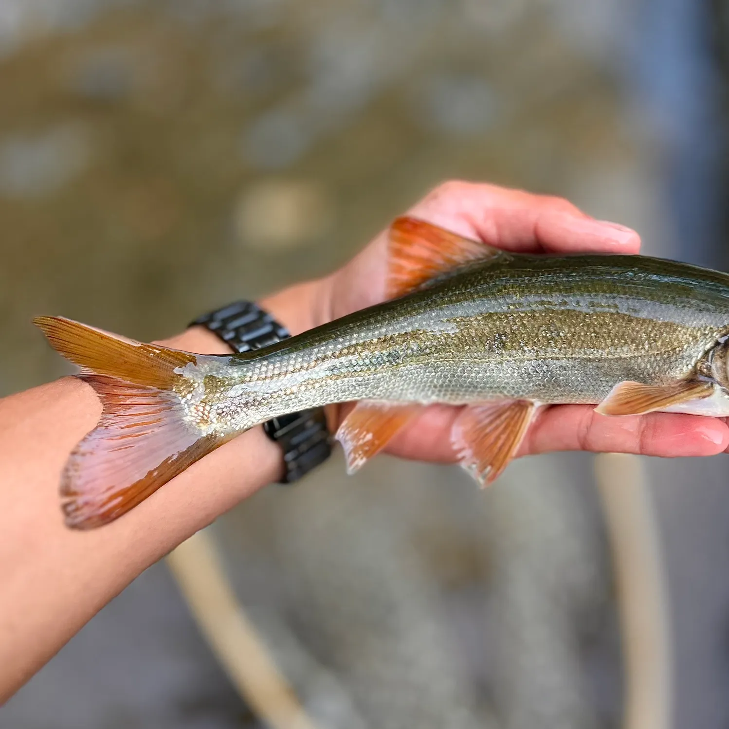 The most recent Hardhead minnow catches on Fishbrain