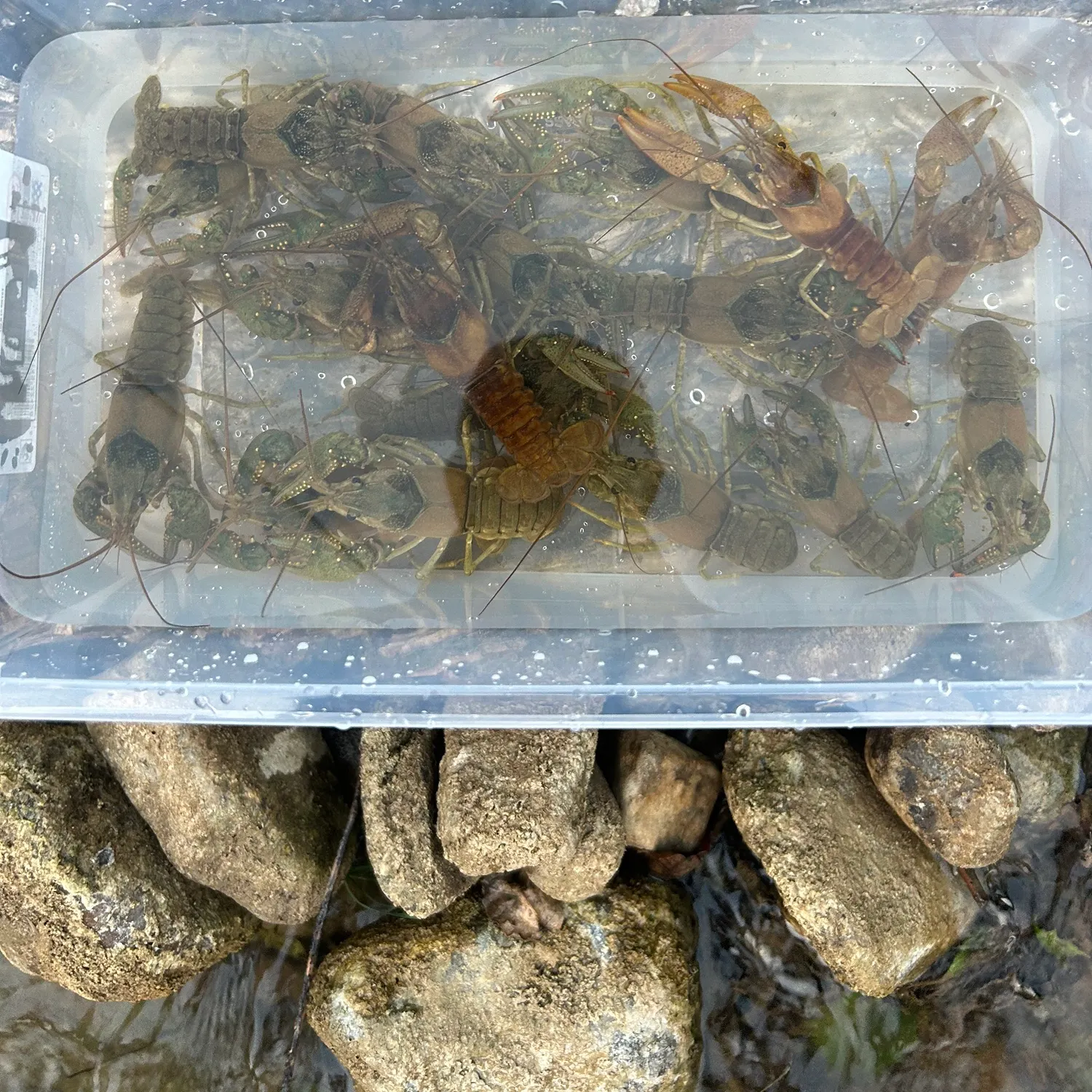 The most recent Virile crayfish catches on Fishbrain