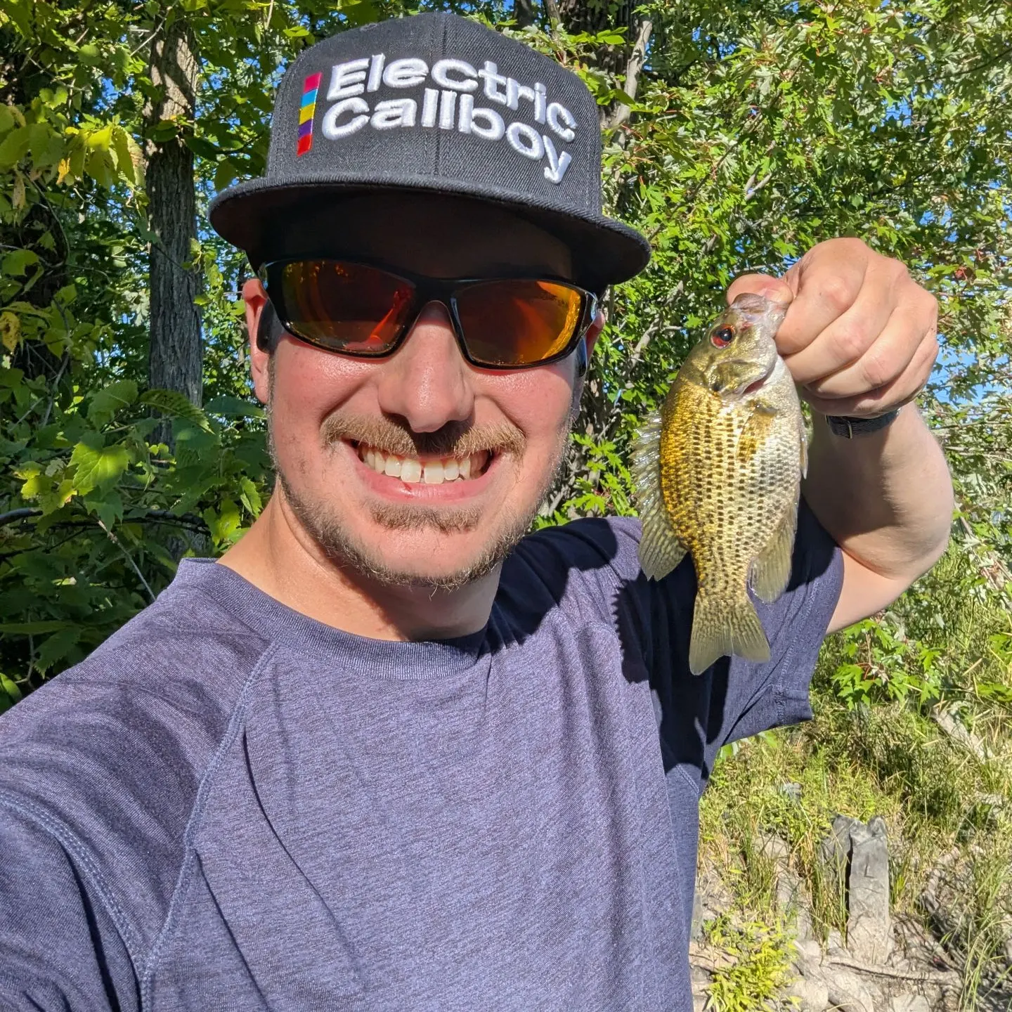 Rock bass caught on Fishbrain
