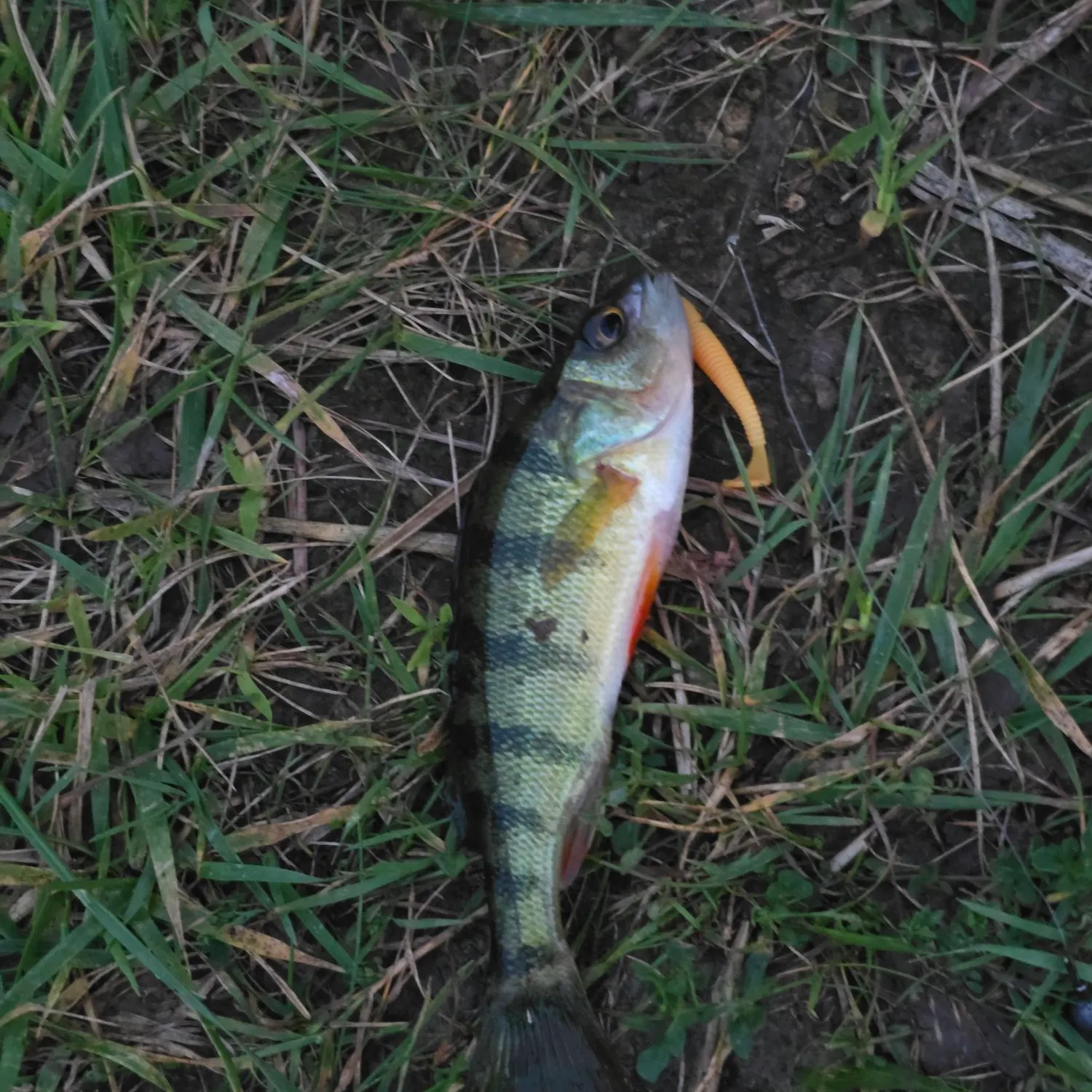 Yellow perch caught on Fishbrain