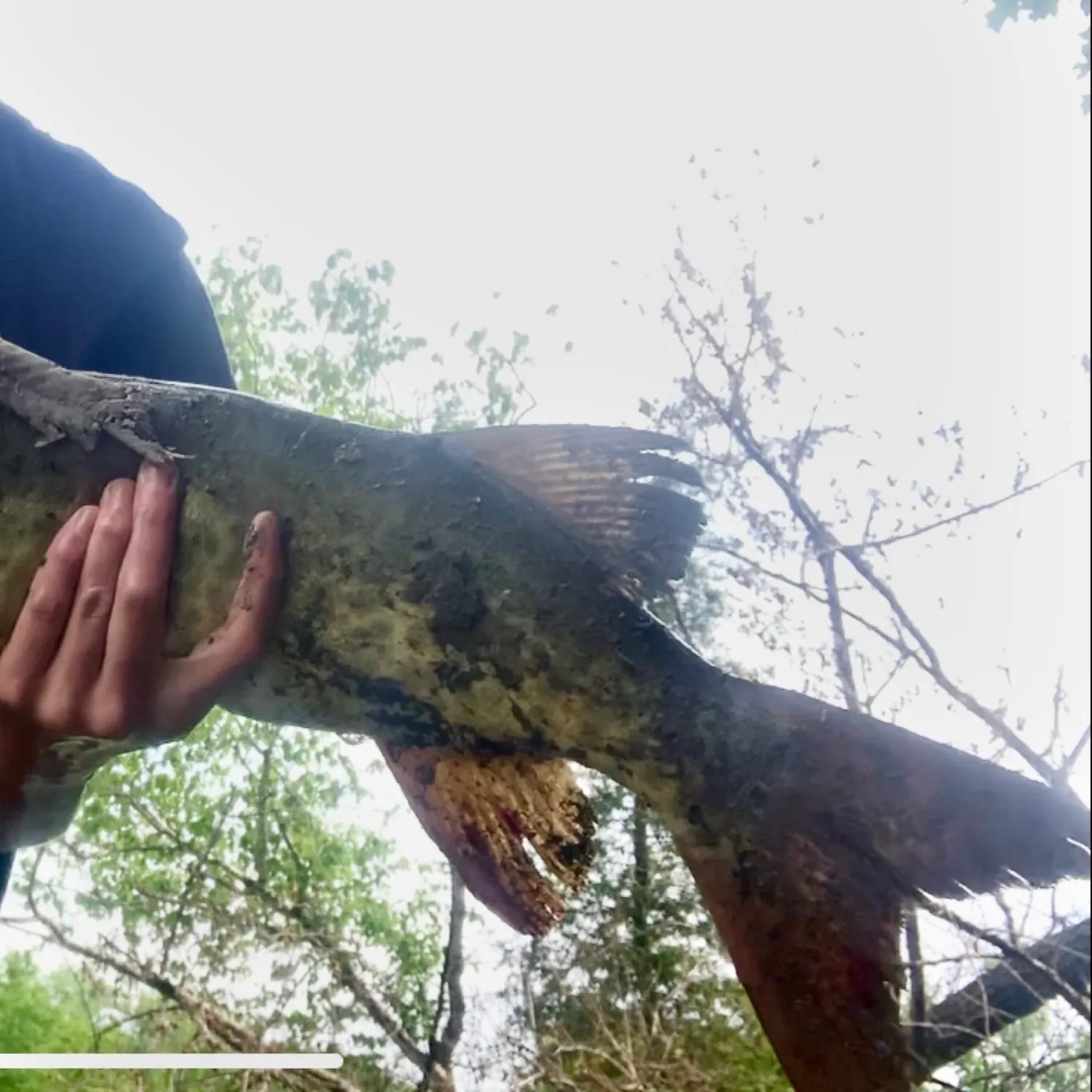 The most recent Muskellunge catches on Fishbrain