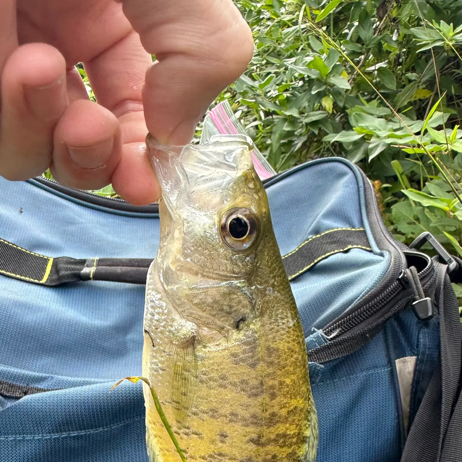 White crappie caught on Fishbrain
