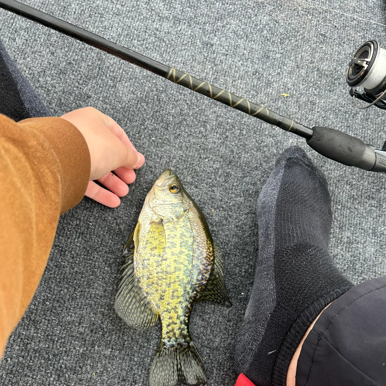 recently logged catches