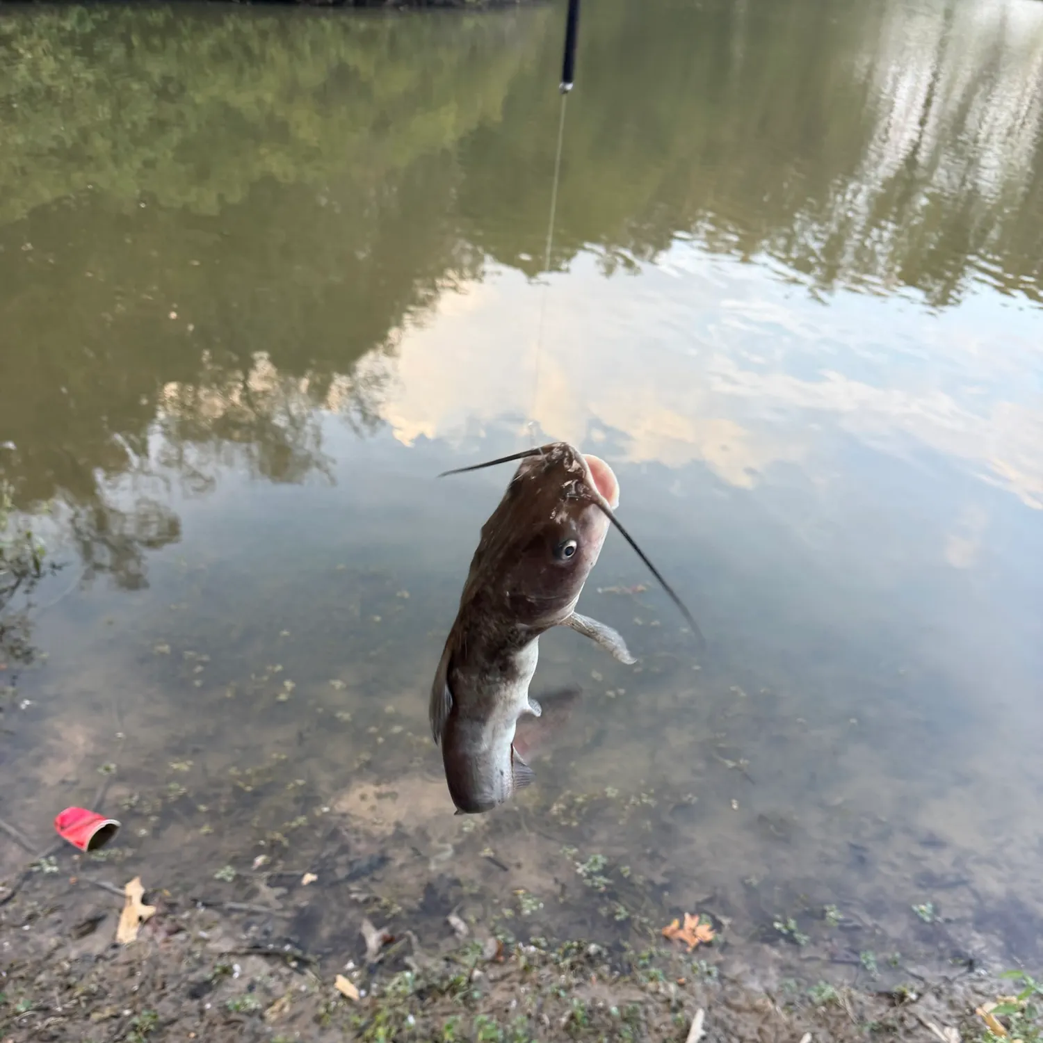 Channel catfish caught on Fishbrain