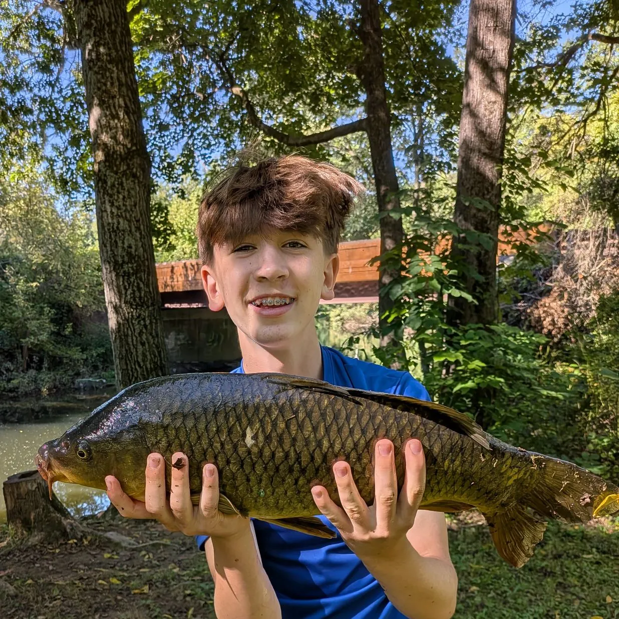 Common carp caught on Fishbrain