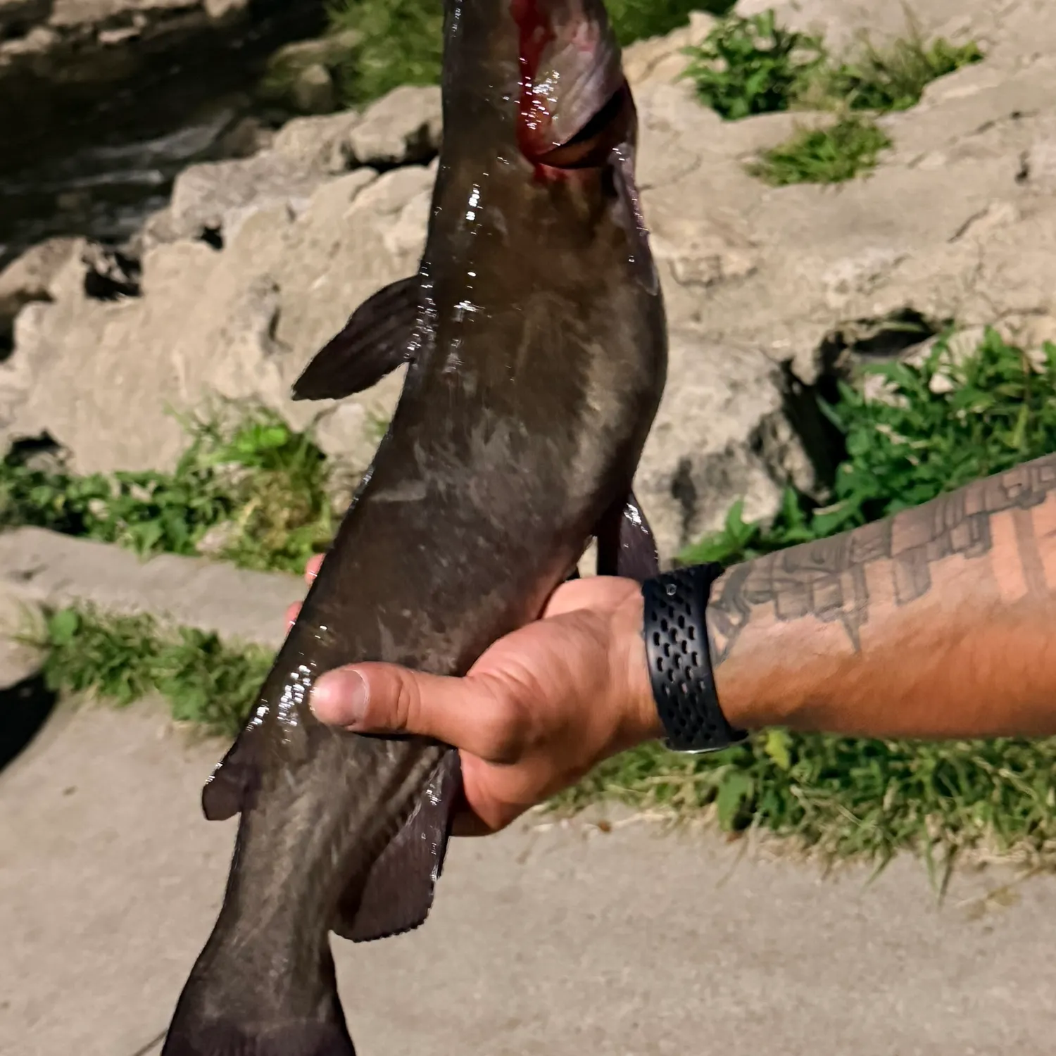 recently logged catches