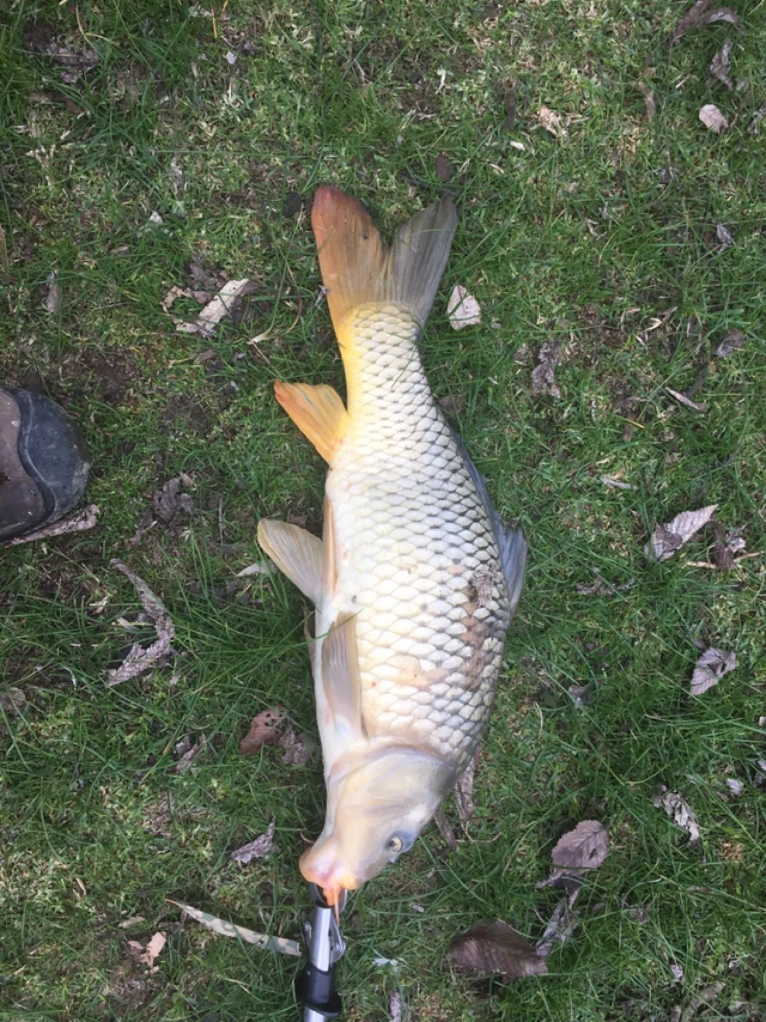 Post image from Dennism1