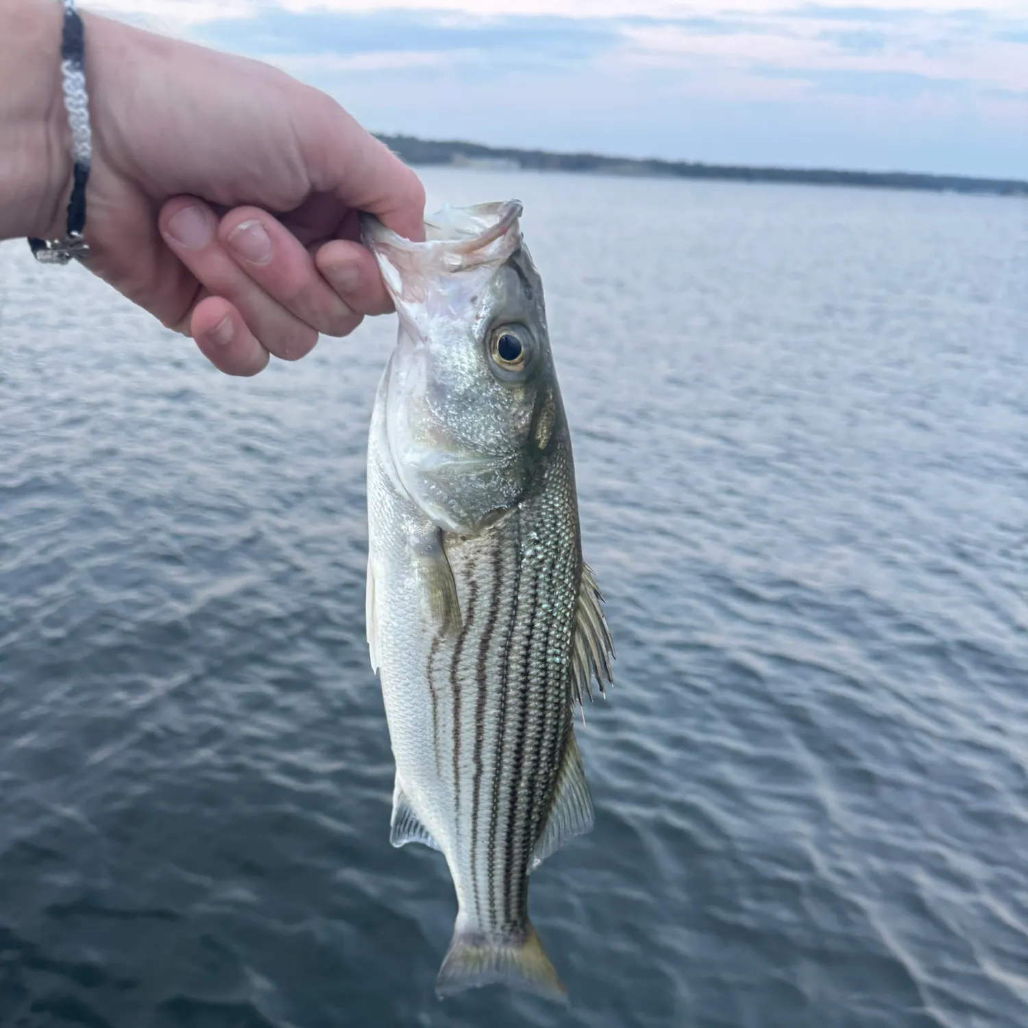Striped bass caught on Fishbrain