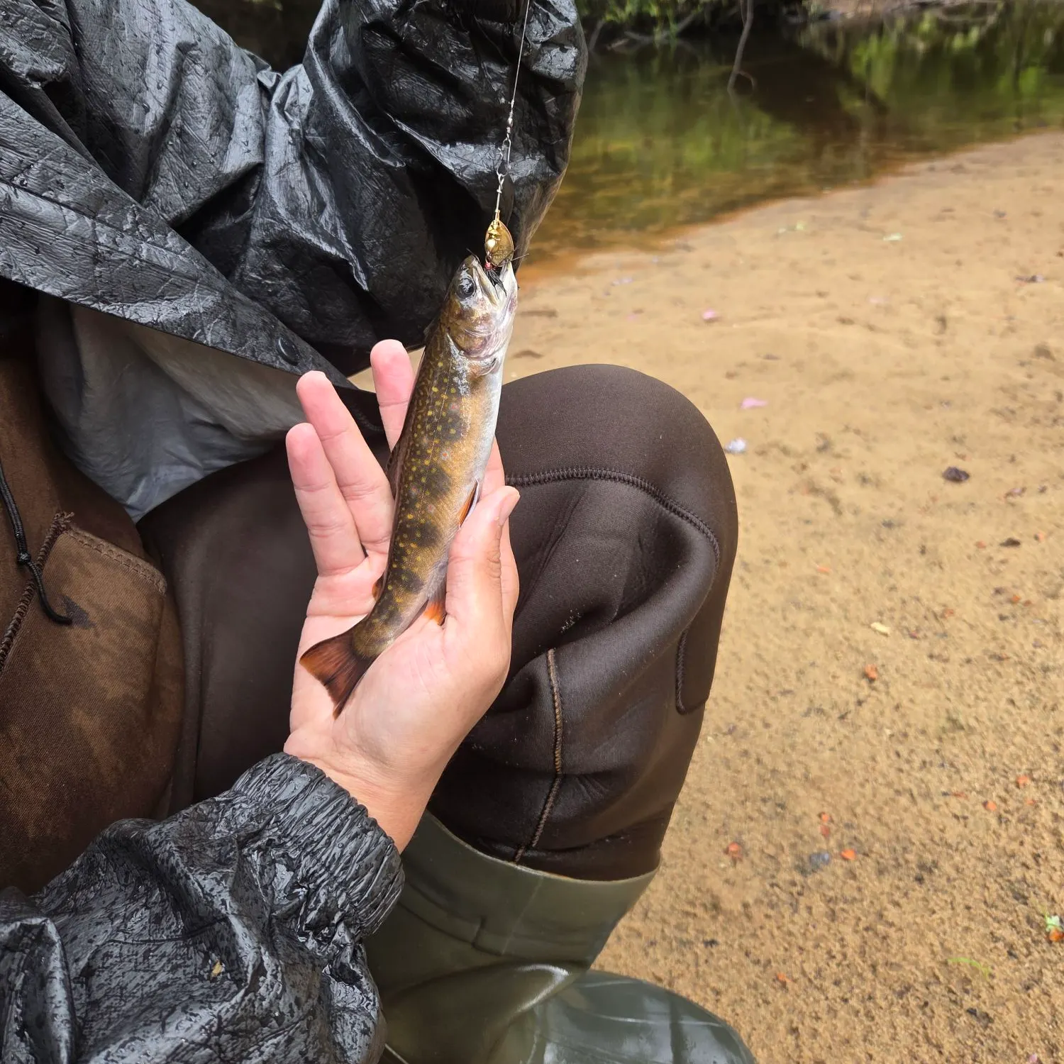 Brook trout caught on Fishbrain