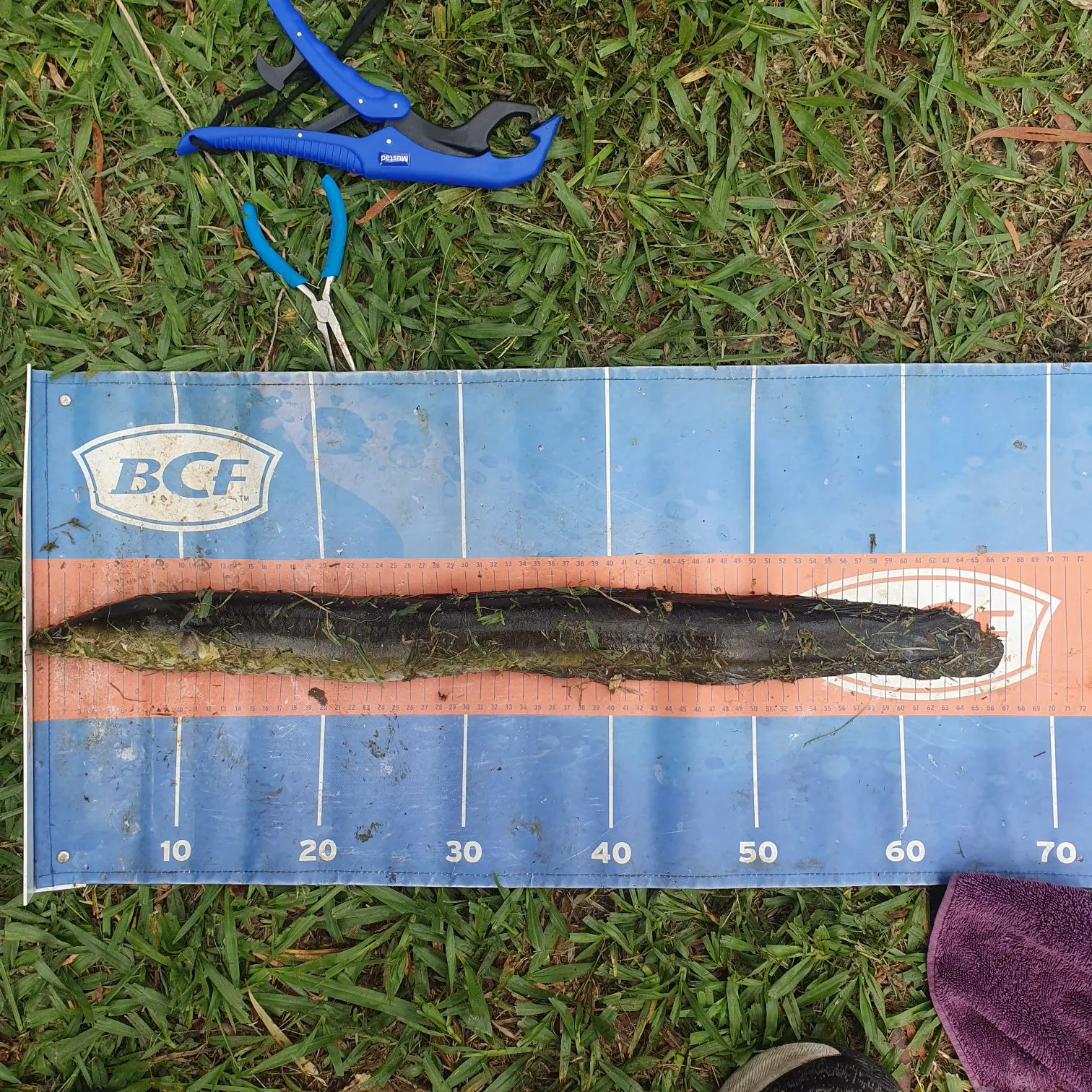 The most recent Speckled longfin eel catches on Fishbrain