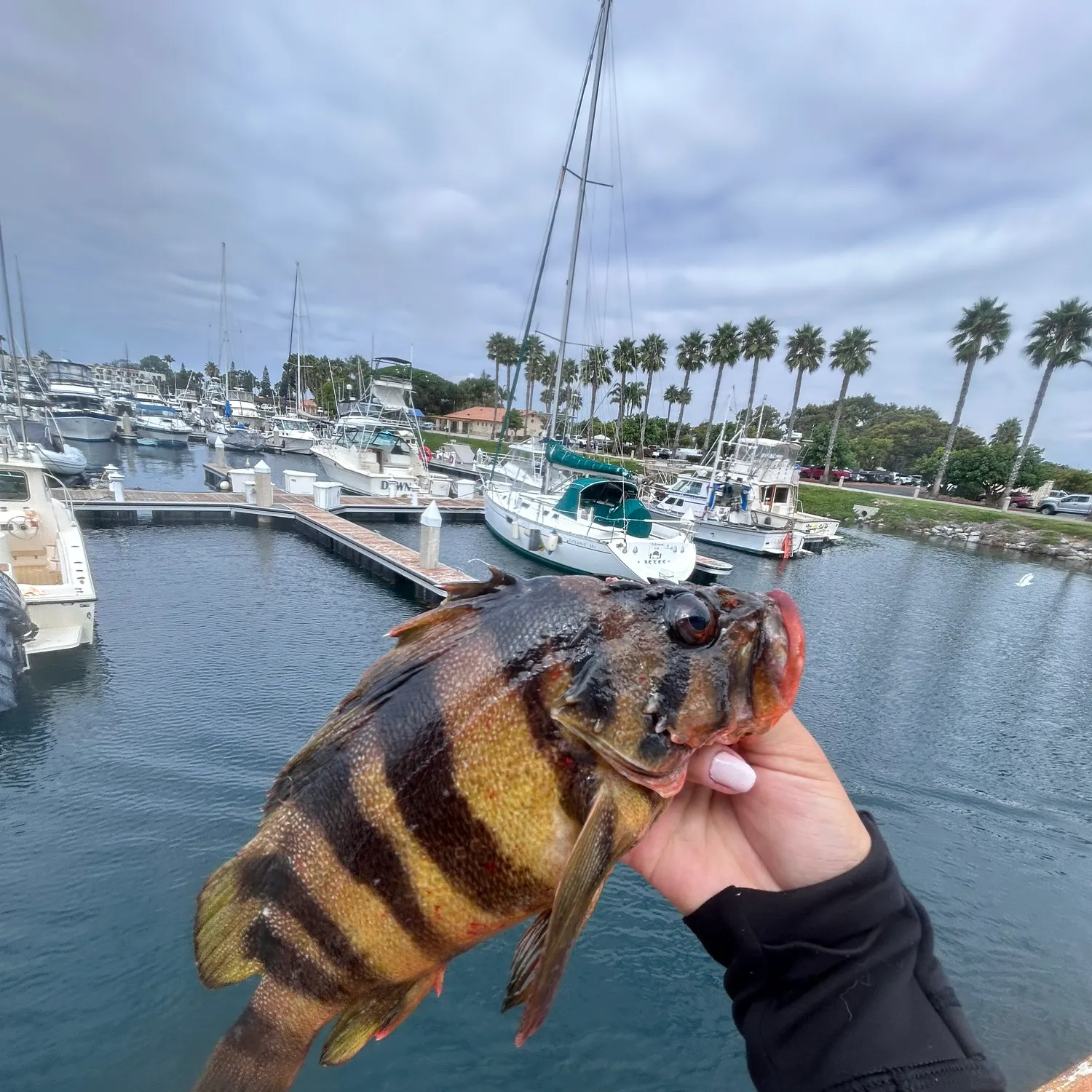 The most recent Treefish catches on Fishbrain