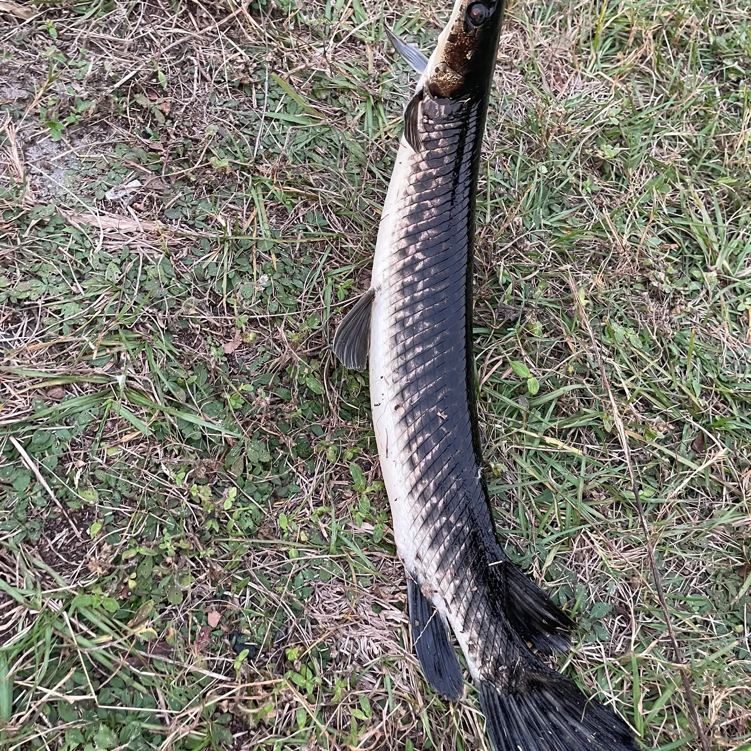 The most recent Longnose gar catches on Fishbrain