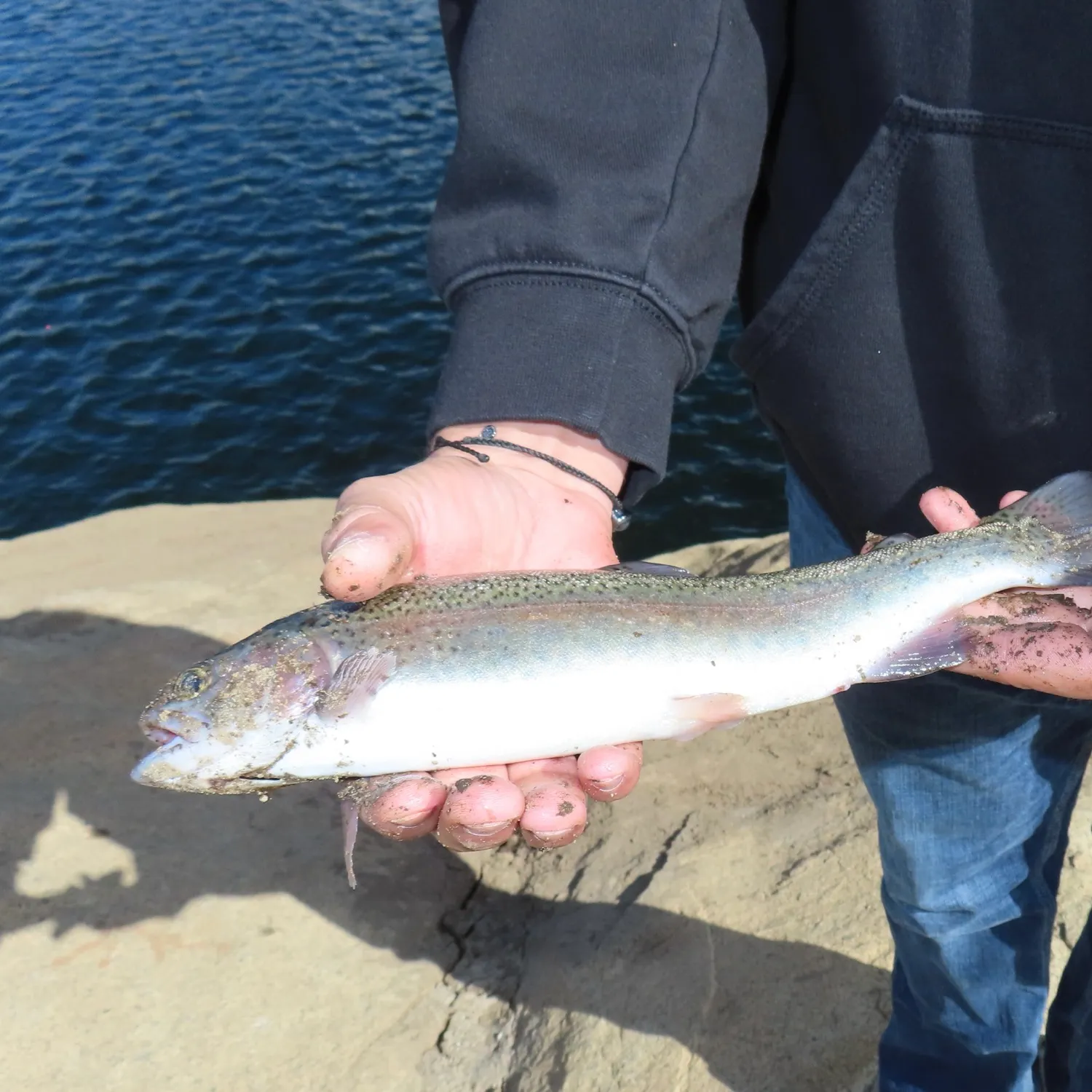 Rainbow trout caught on Fishbrain