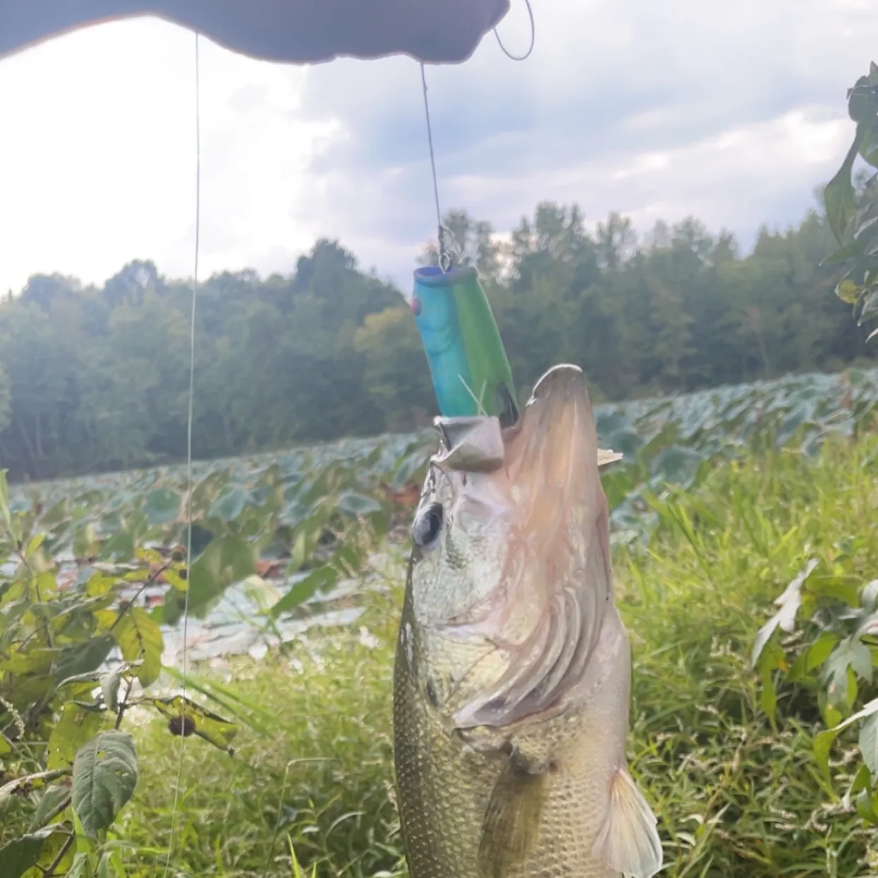Largemouth bass caught on Fishbrain