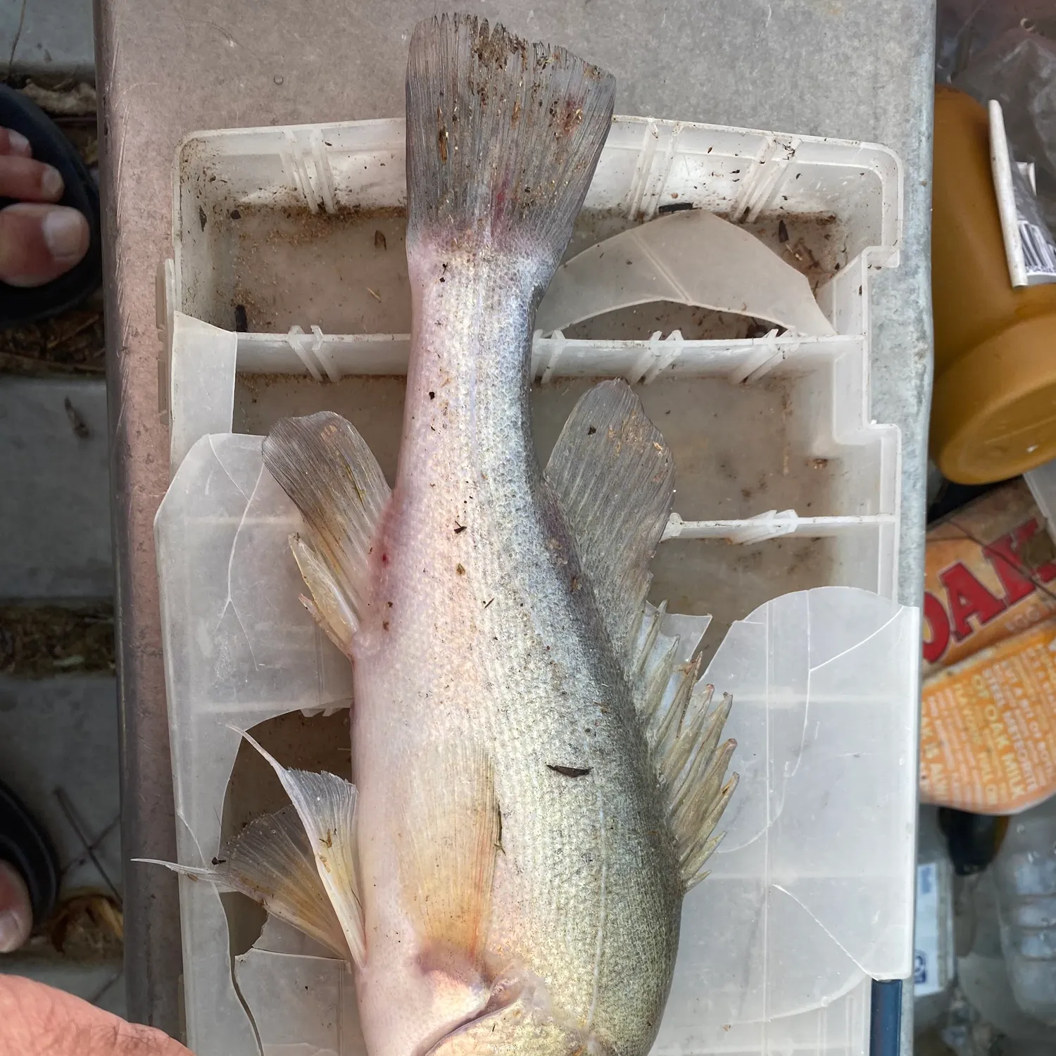 The most recent Golden perch catches on Fishbrain