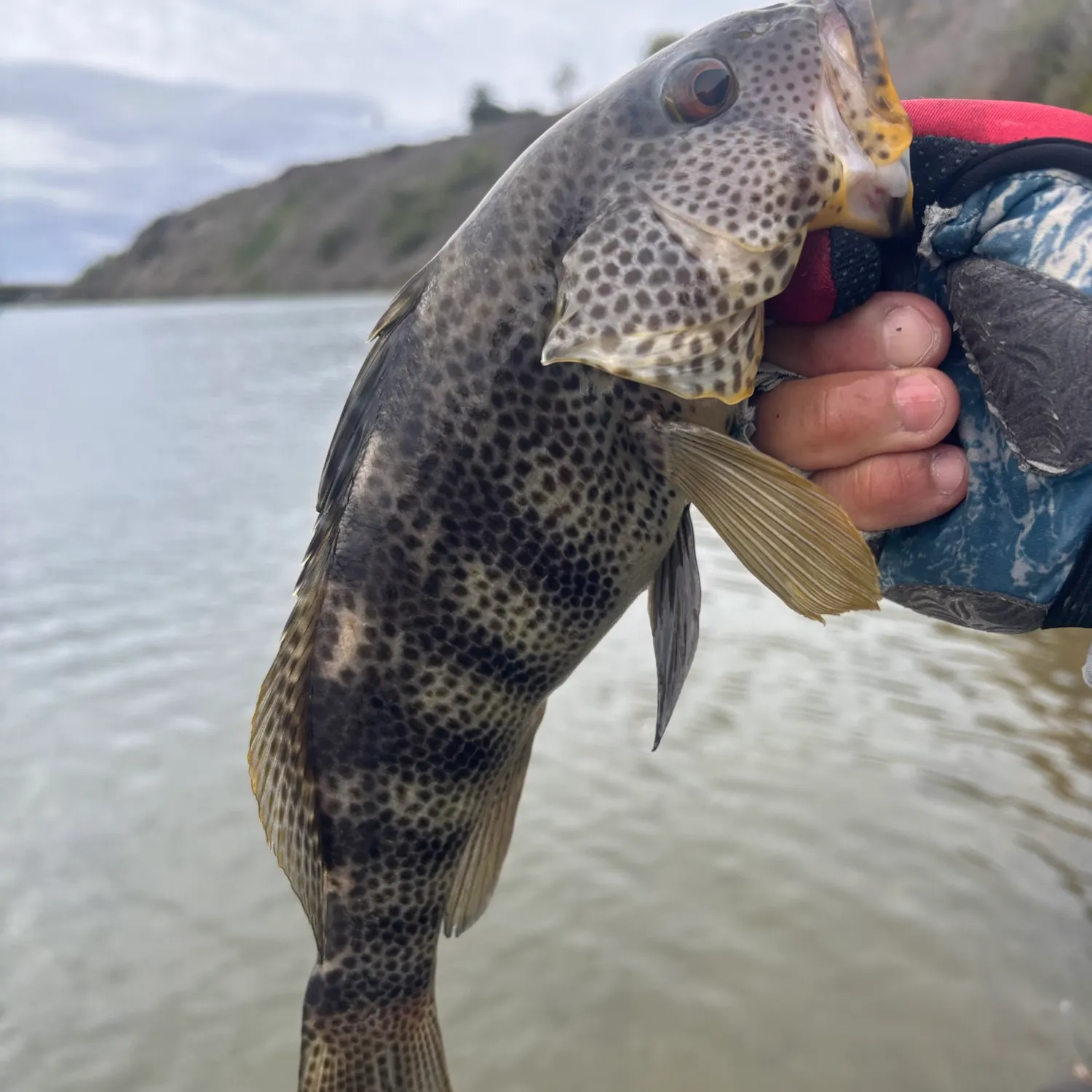 Spotted sand bass caught on Fishbrain