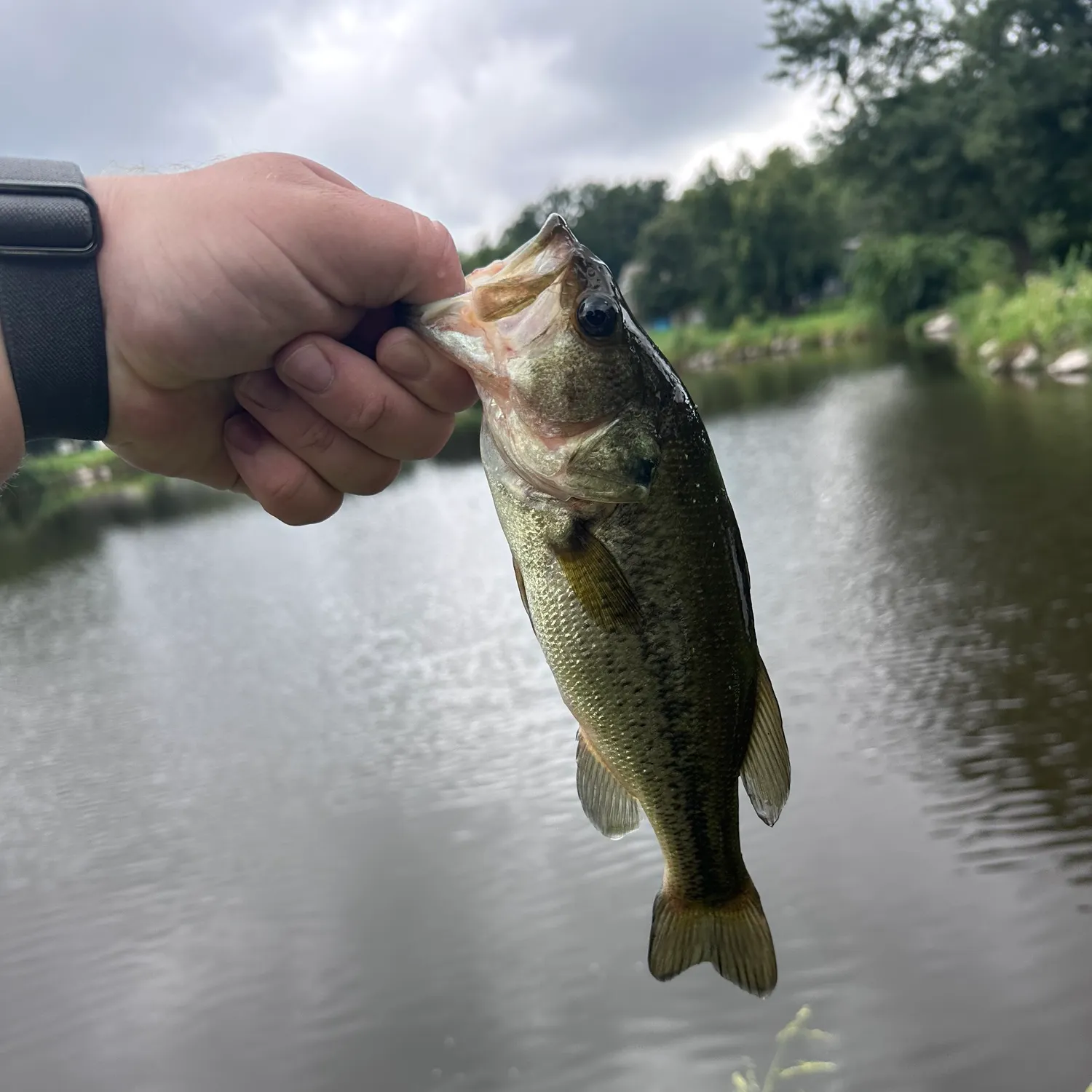 Largemouth bass caught on Fishbrain