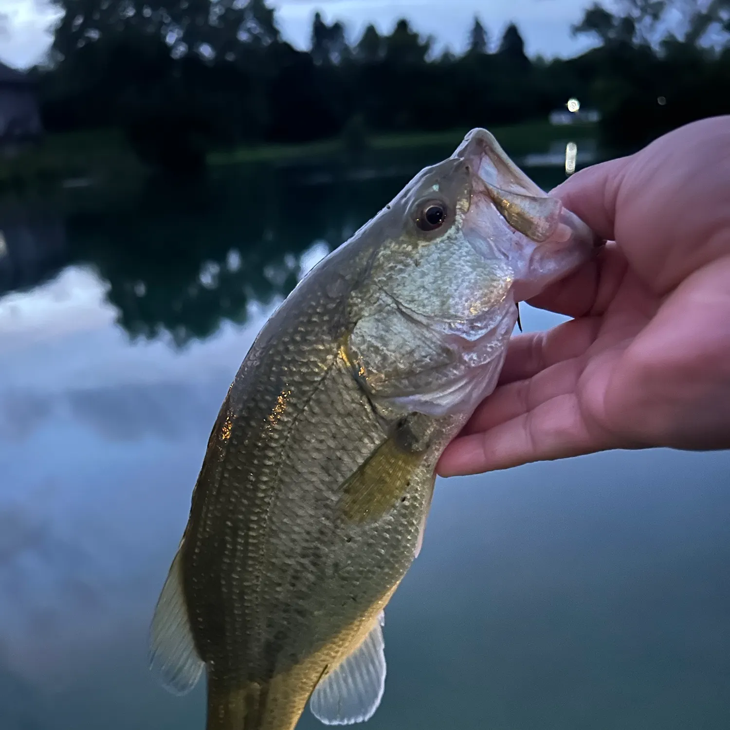 Largemouth bass caught on Fishbrain