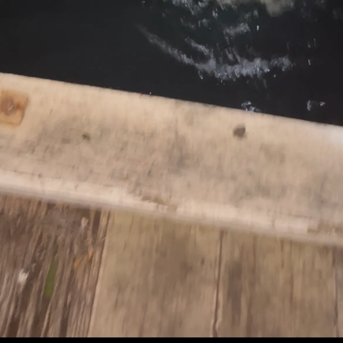 The most recent Short-tail stingray catches on Fishbrain