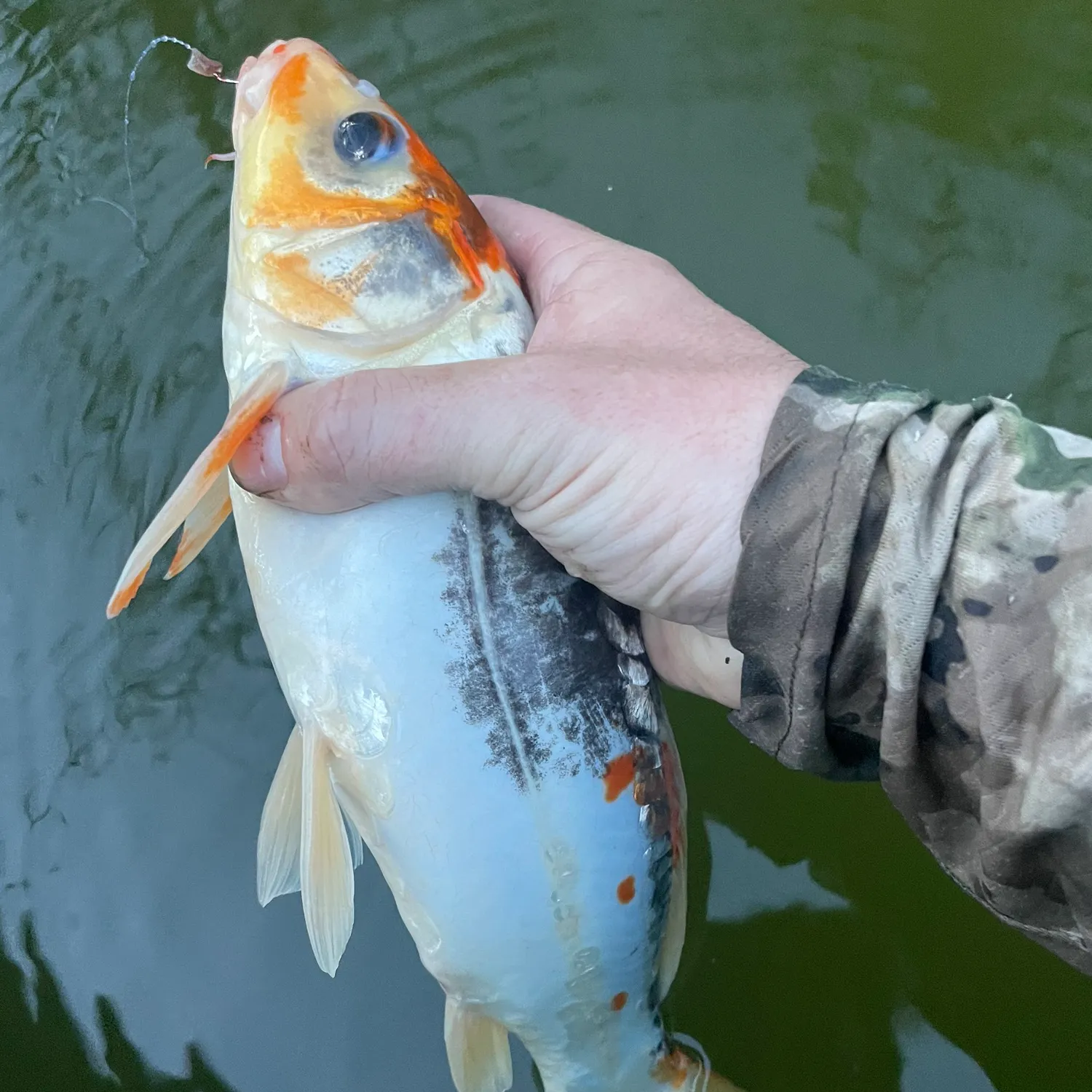 The most recent Mirror carp catches on Fishbrain